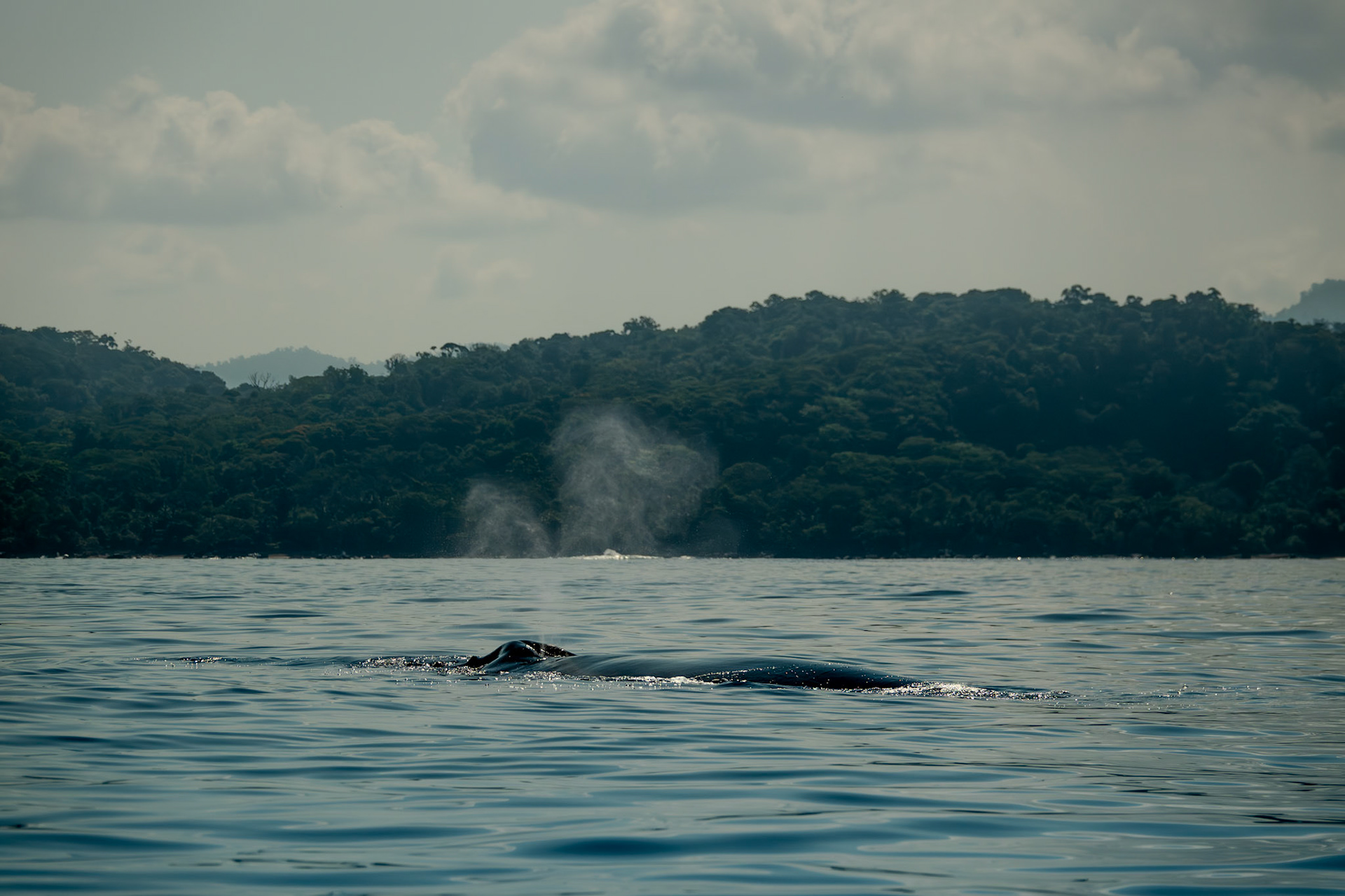 Humpback Whale | Bahía Drake