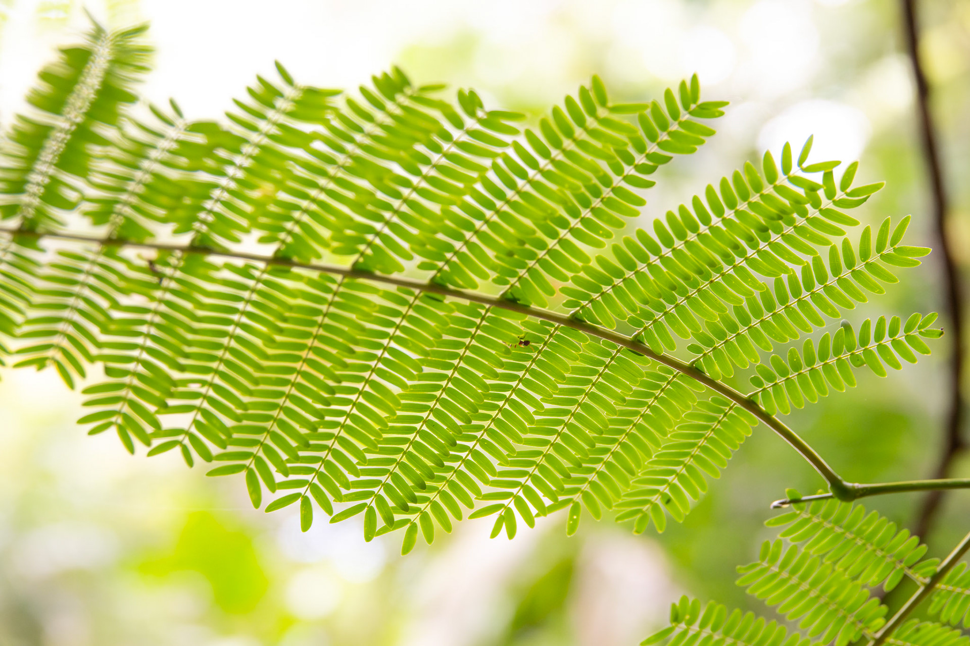 Foliage | Corcovado National Park