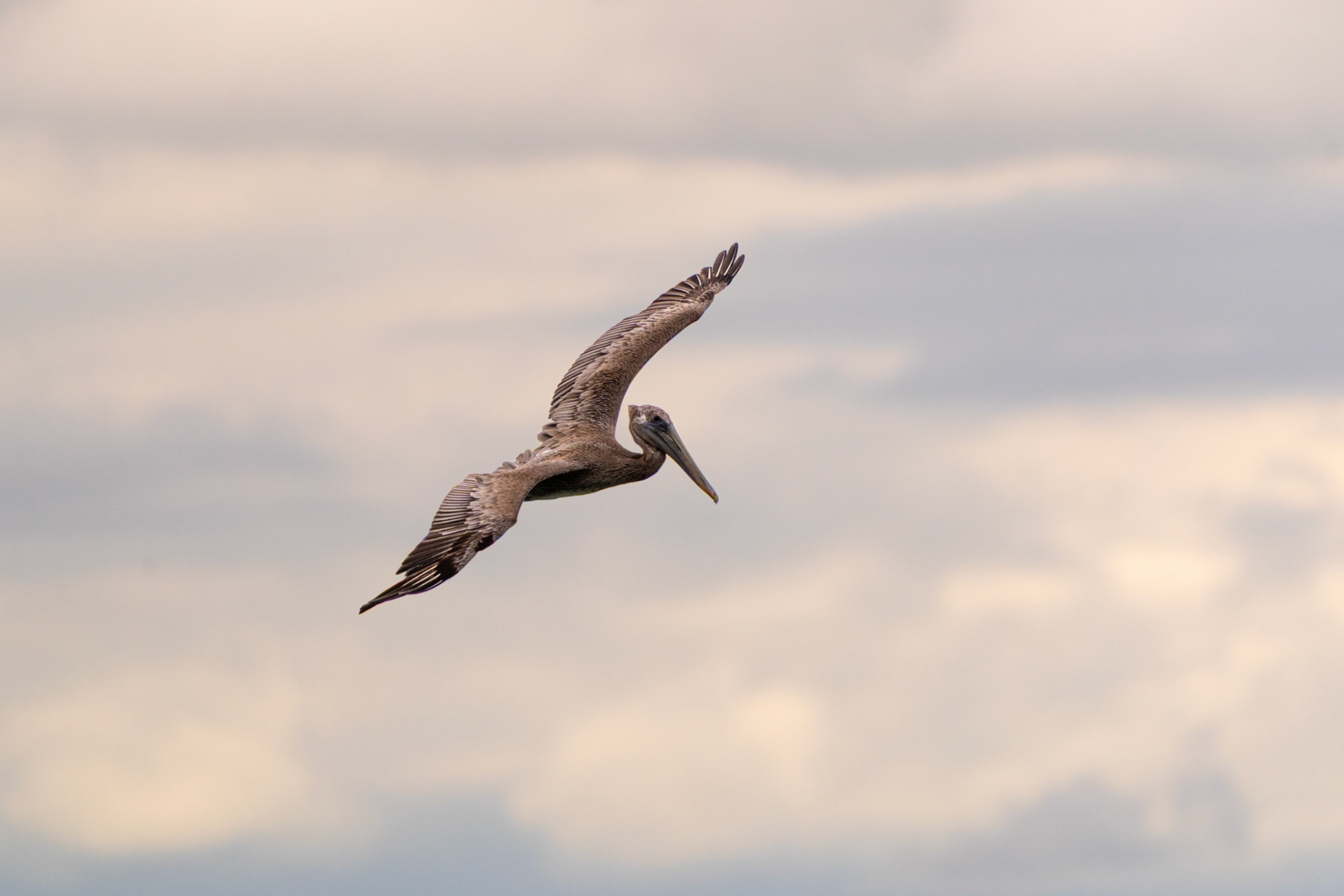 Brown Pelican | Playa Cancún, Osa Peninsula