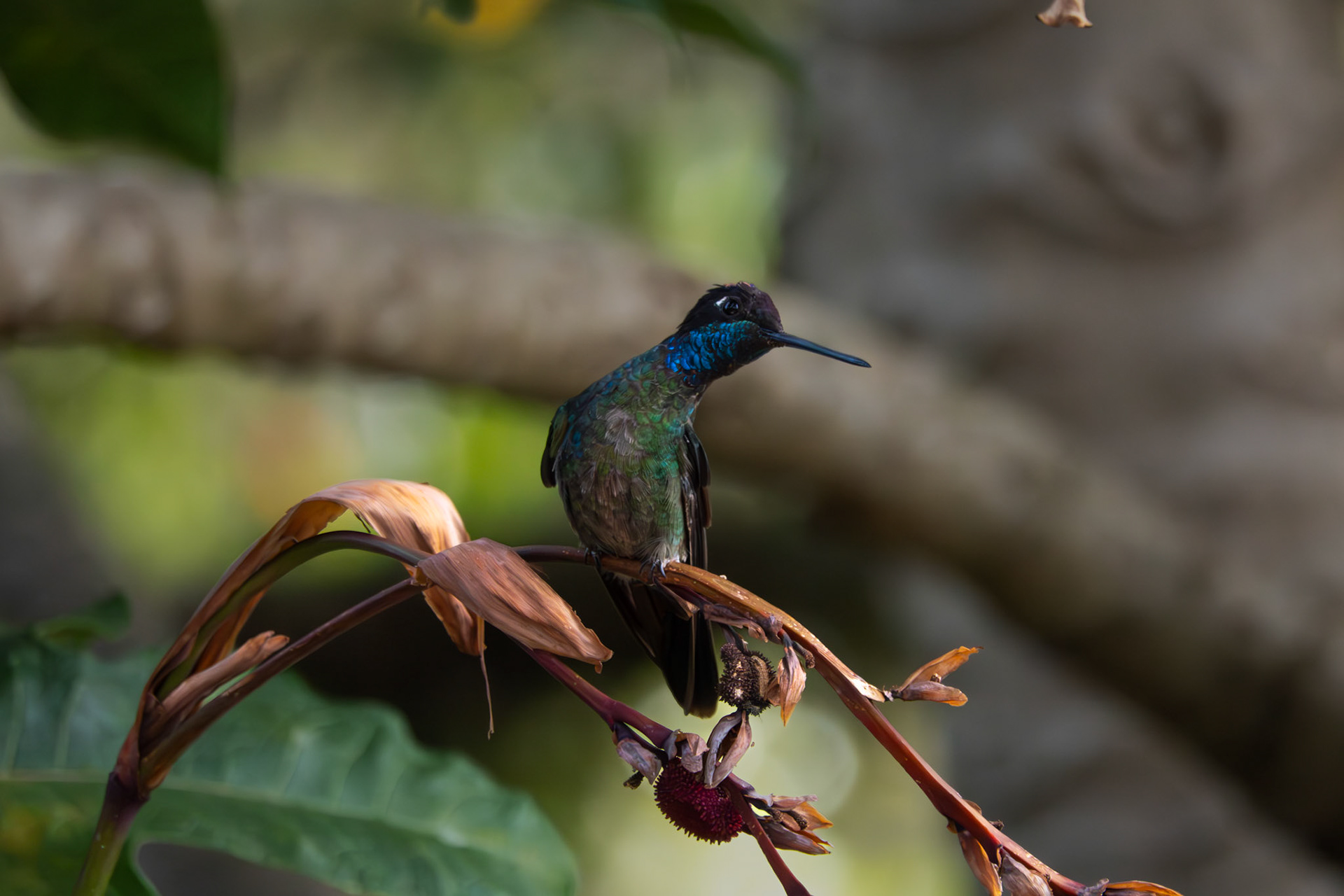 Hummingbird | San Gerardo de Dota