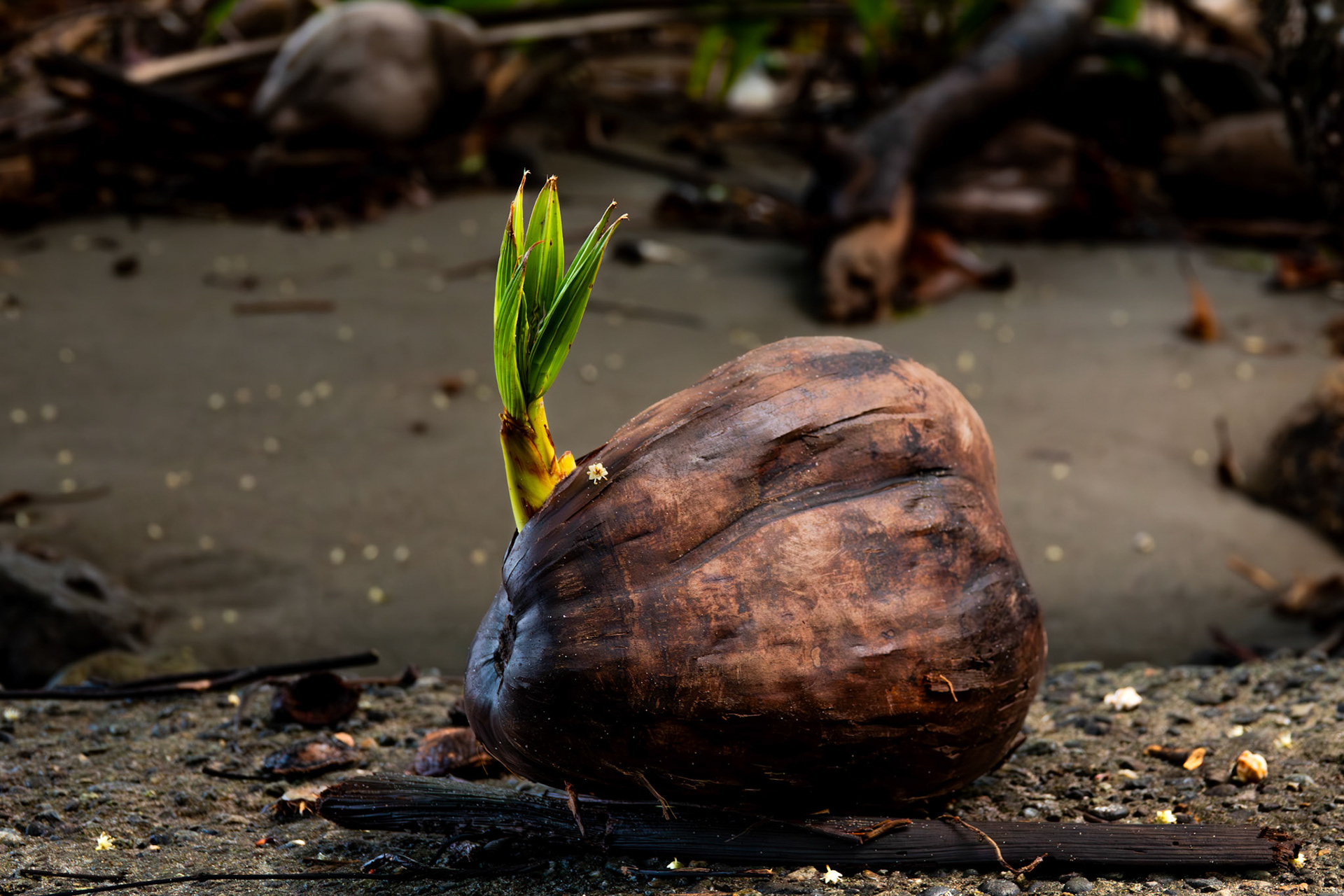 Coconut Seedling | Osa Peninsula
