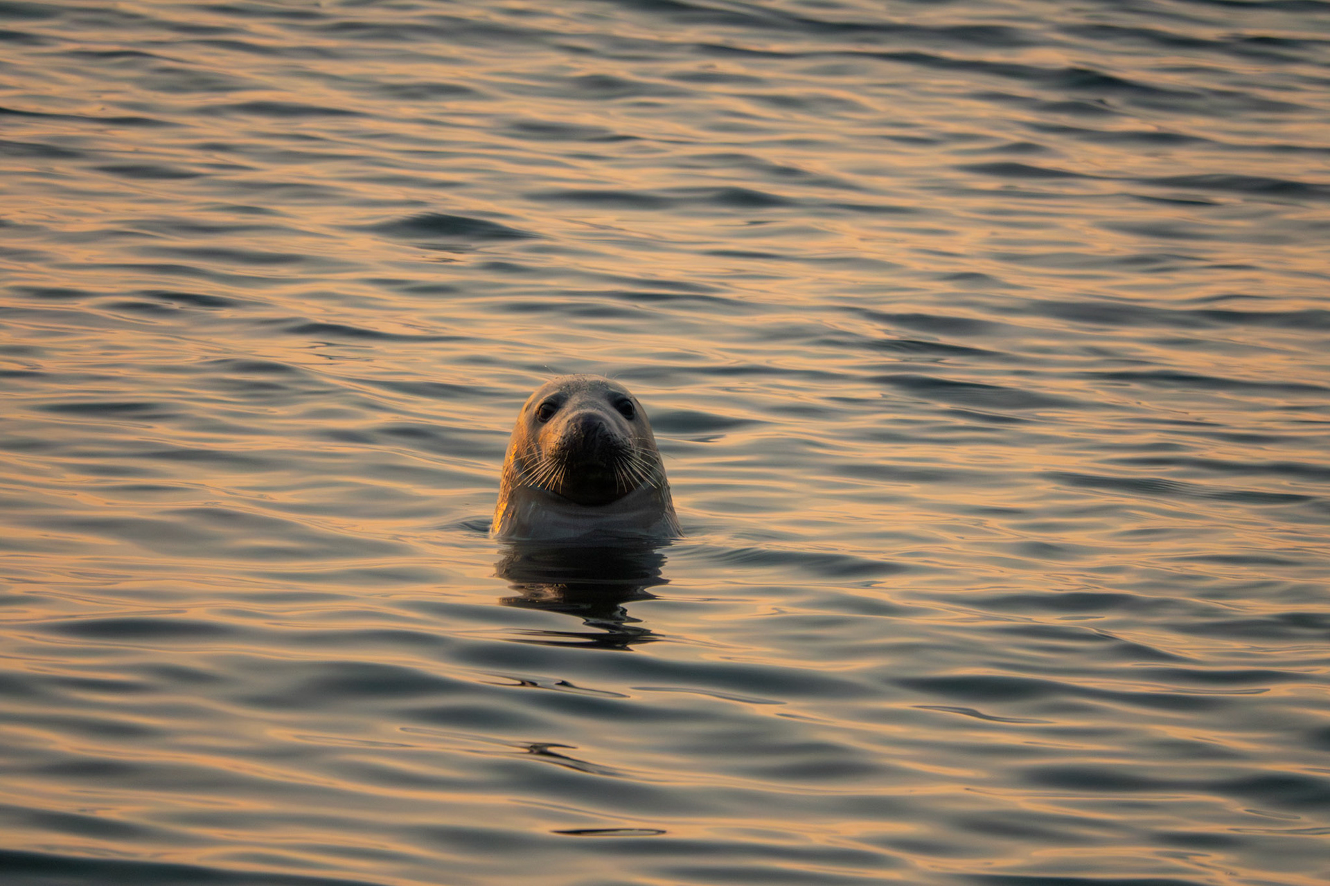 Grey Seal | Ceann Bhríde, Co. Wicklow