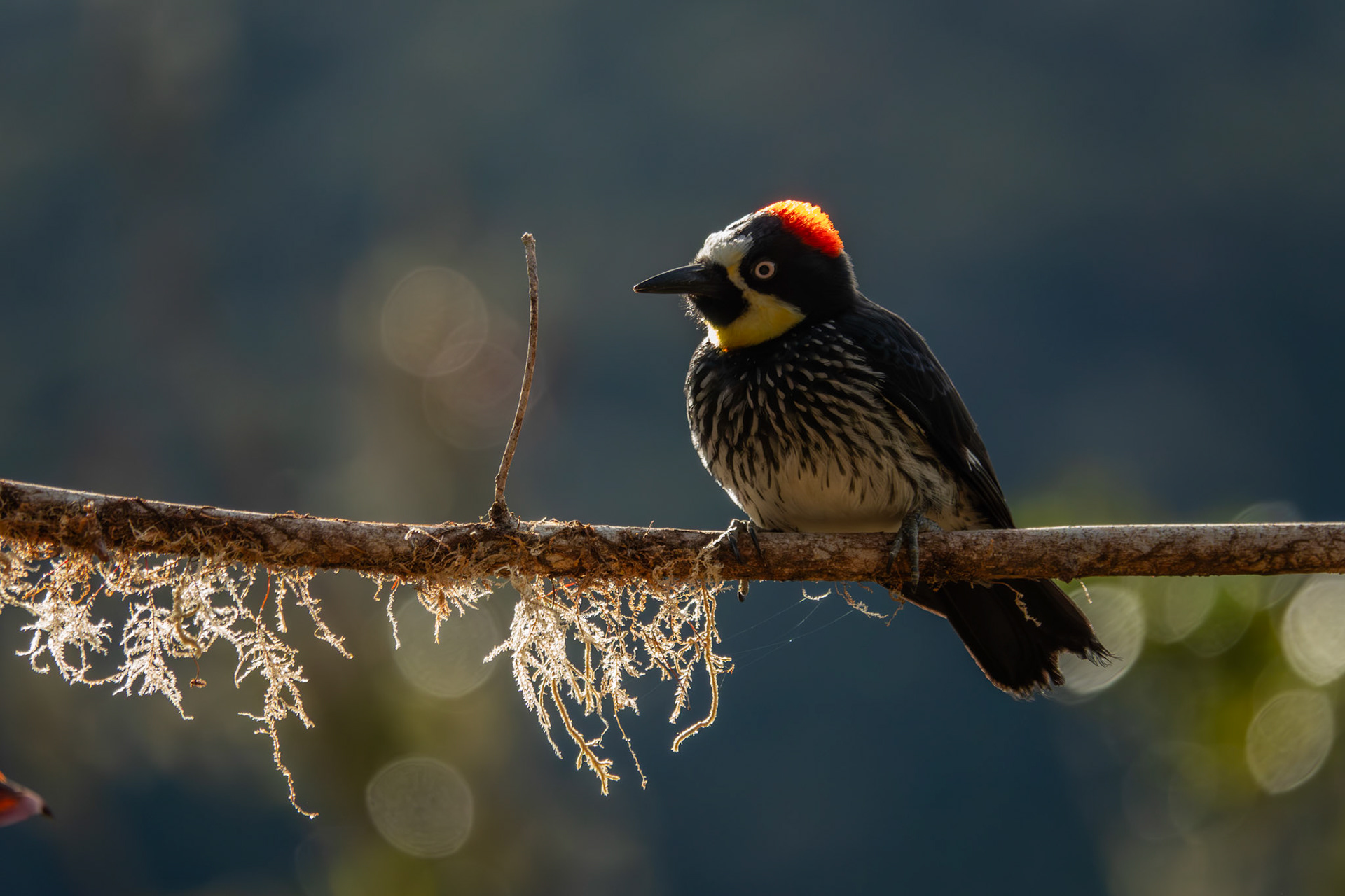 Acorn Woodpecker | San Gerardo de Dota