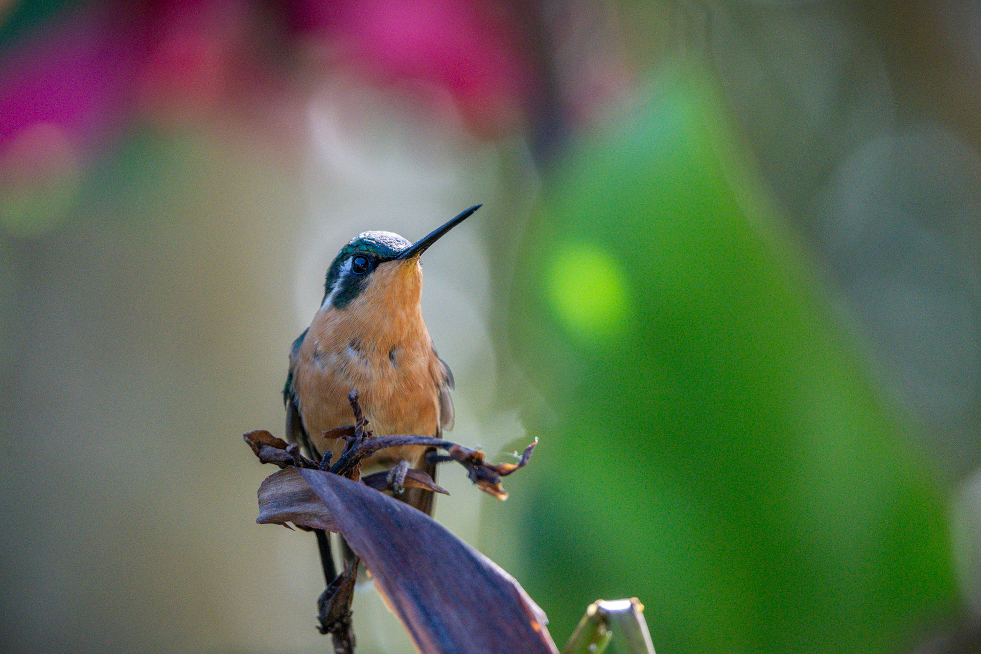 White-throated Mountaingem (Female) | San Gerardo de Dota