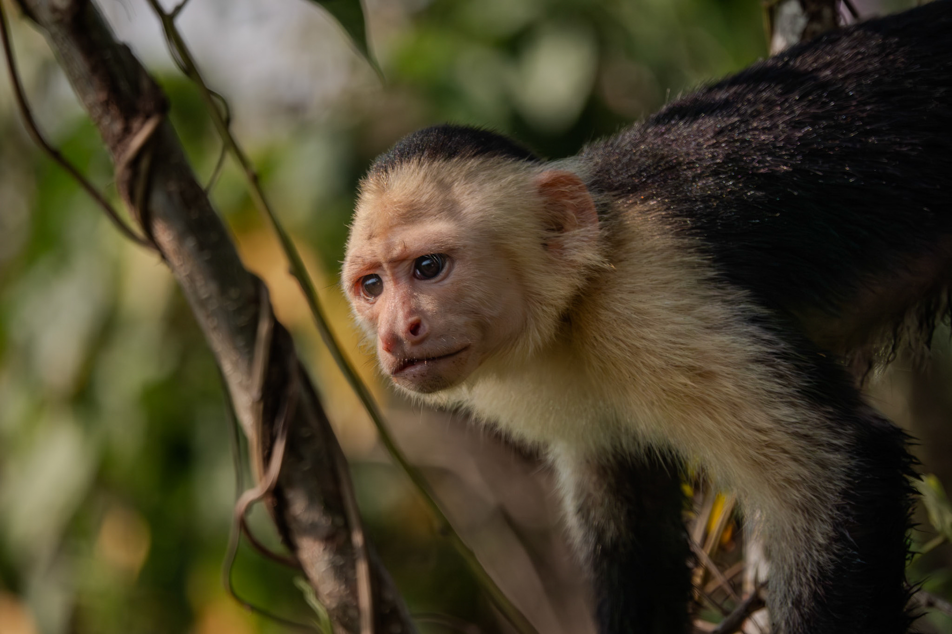 Capuchin Monkey | Osa Peninsula