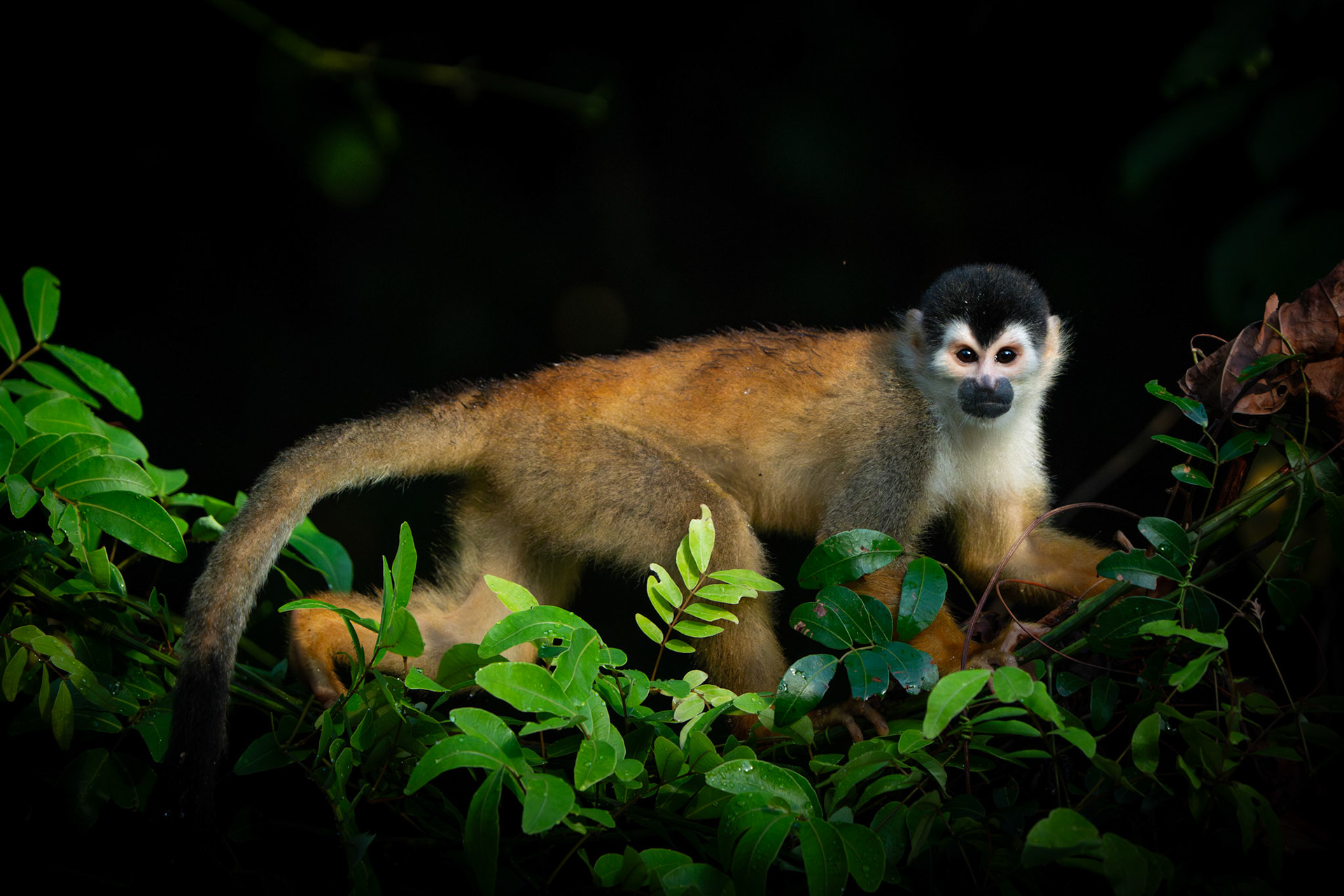Squirrel Monkey | Osa Peninsula