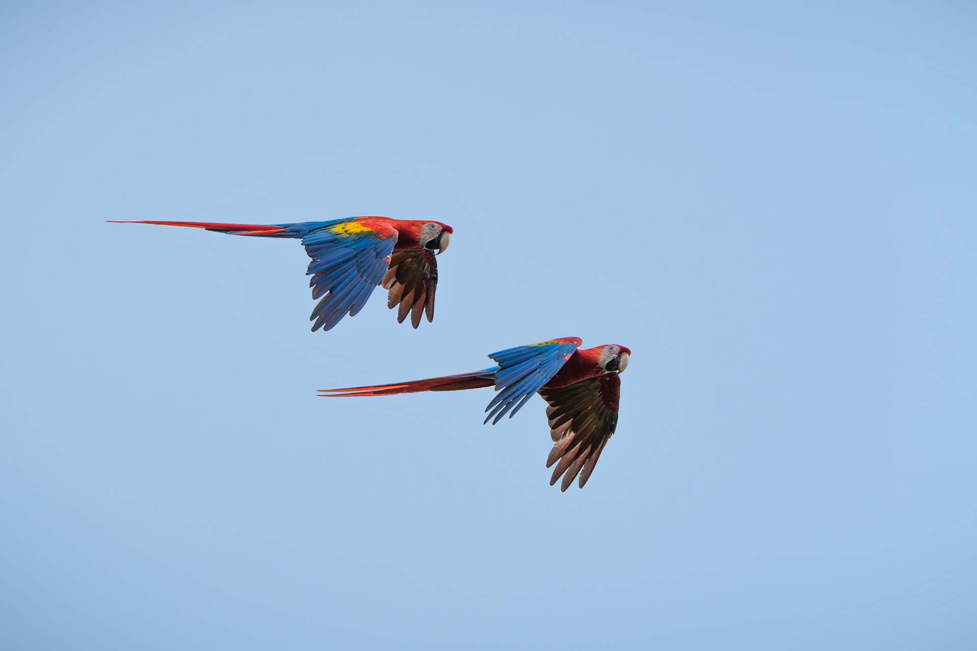 Scarlet Macaws | Jacó