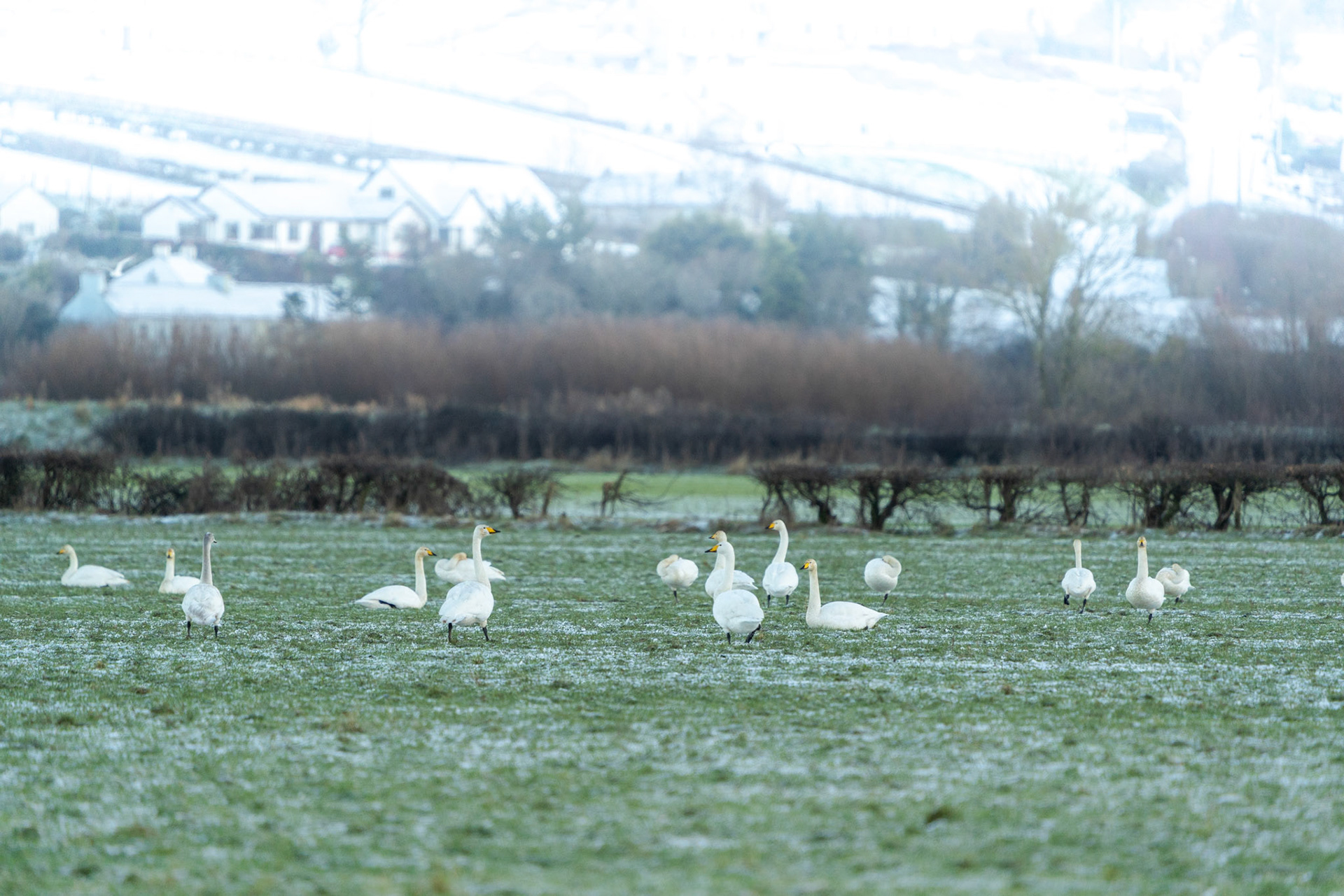 Whooper Swans | Inishowen Peninsula, Co. Donegal