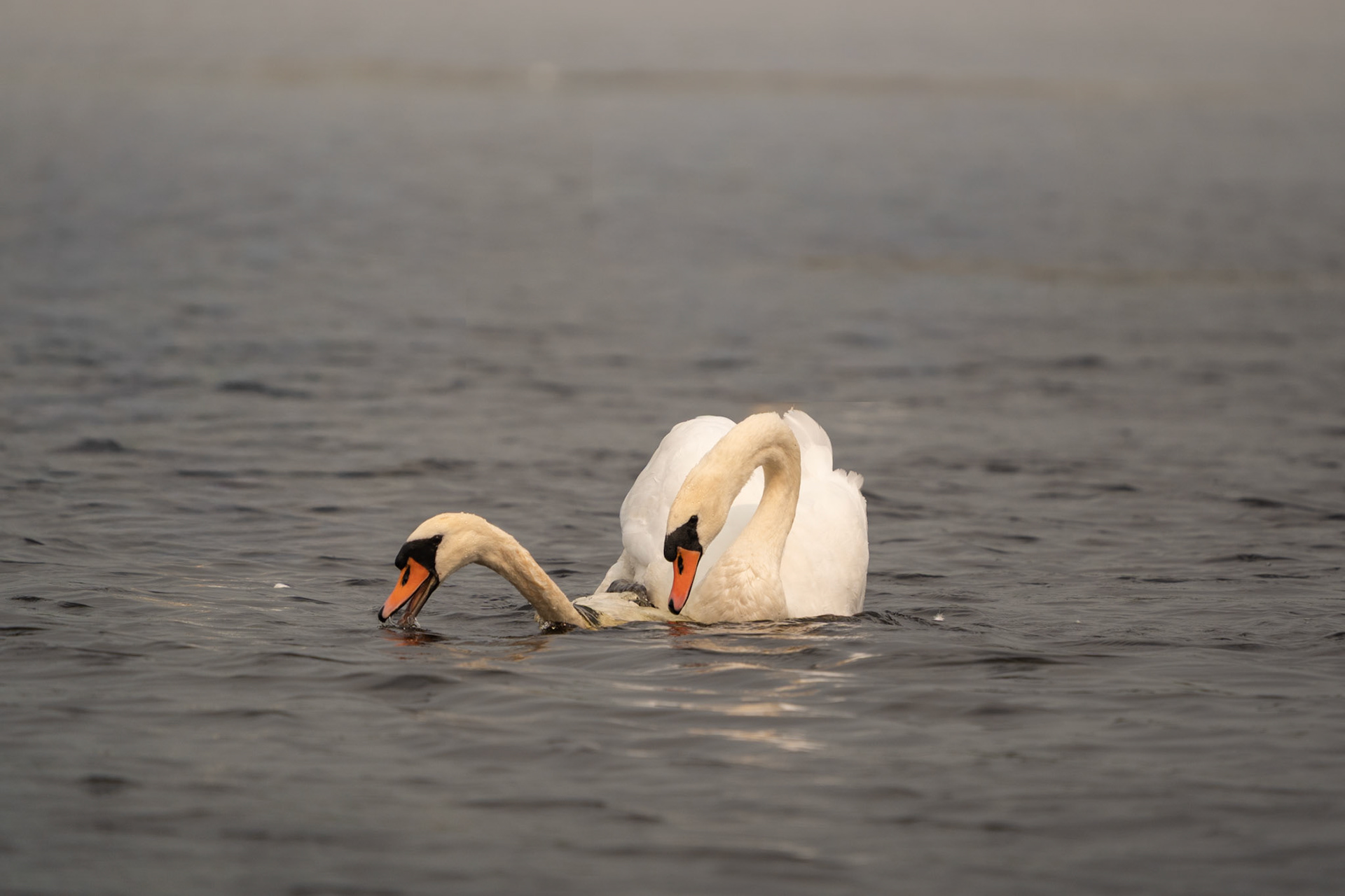 Mating Mute Swans | Lough Inchiquin, Co. Clare