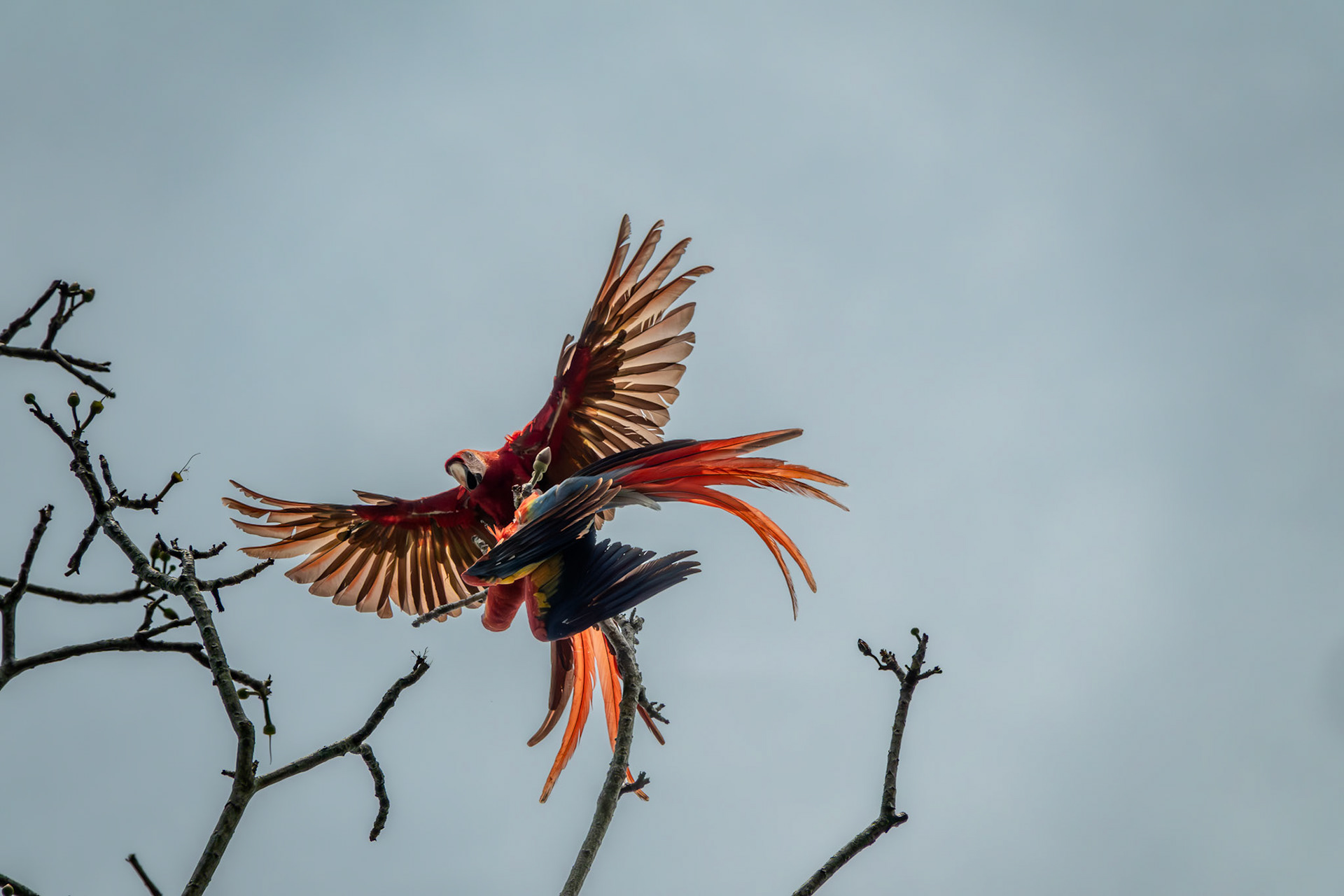 Scarlet Macaws | Osa Peninsula