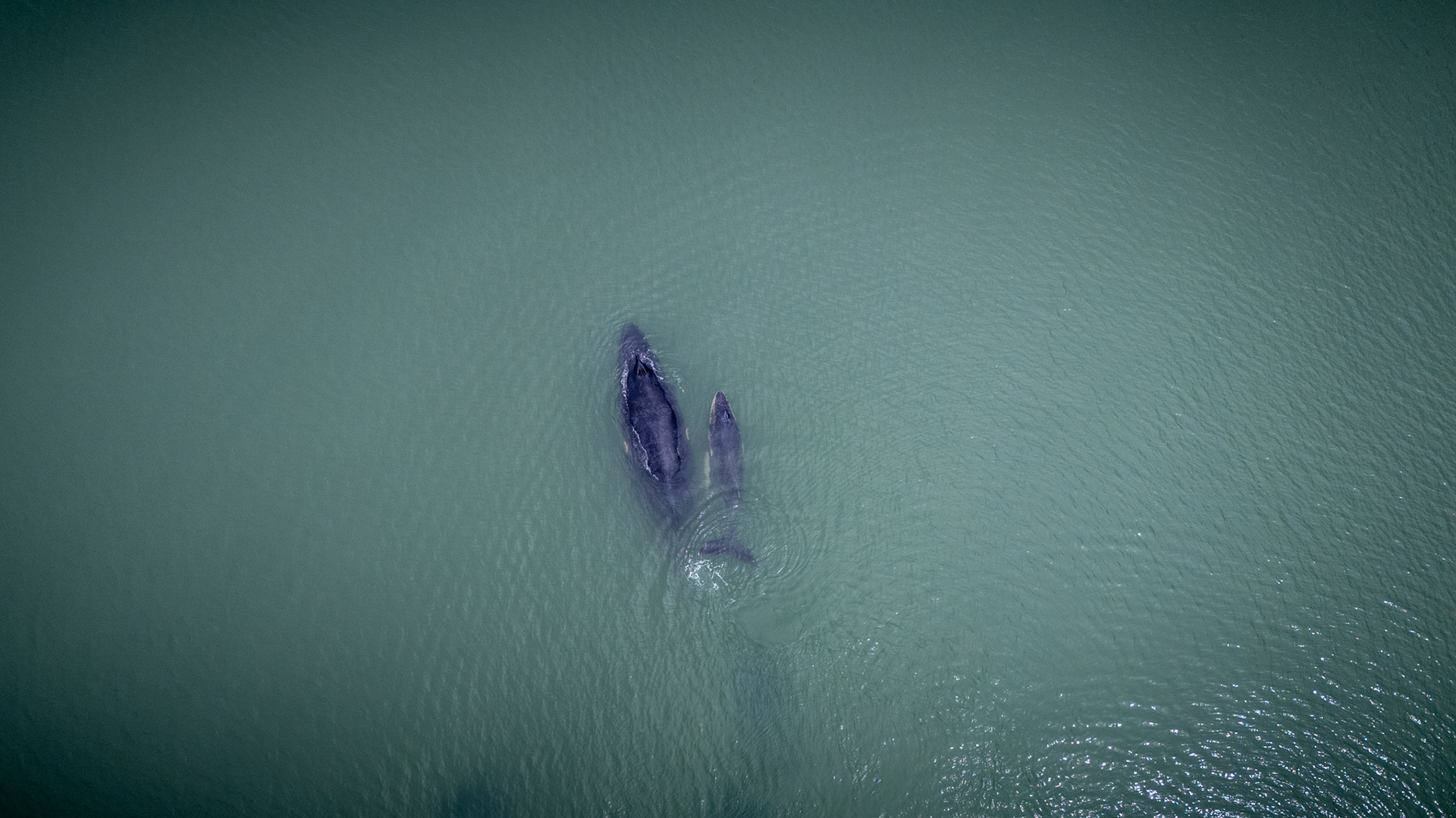 Humpback Whales | Golfo Dulce, Costa Rica
