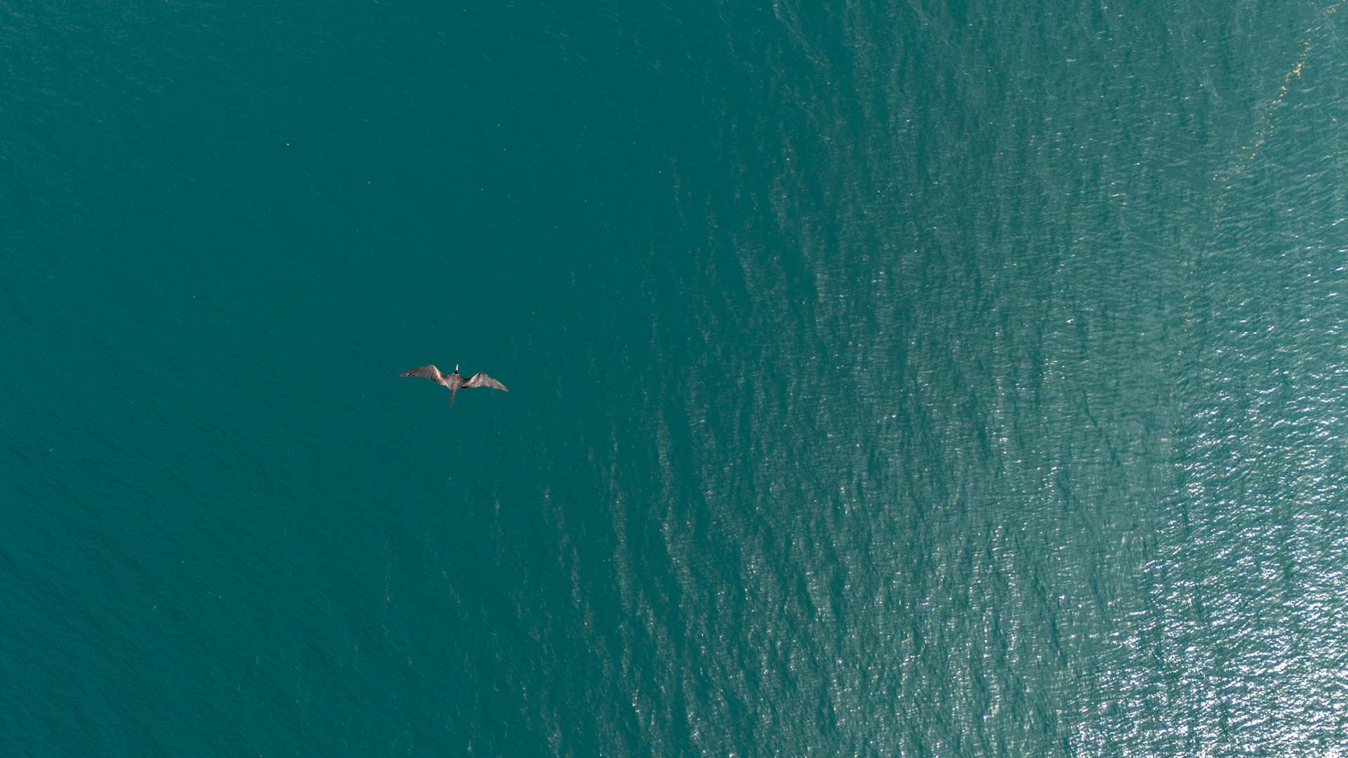 Magnificent Frigatebird | Golfo Dulce, Costa Rica