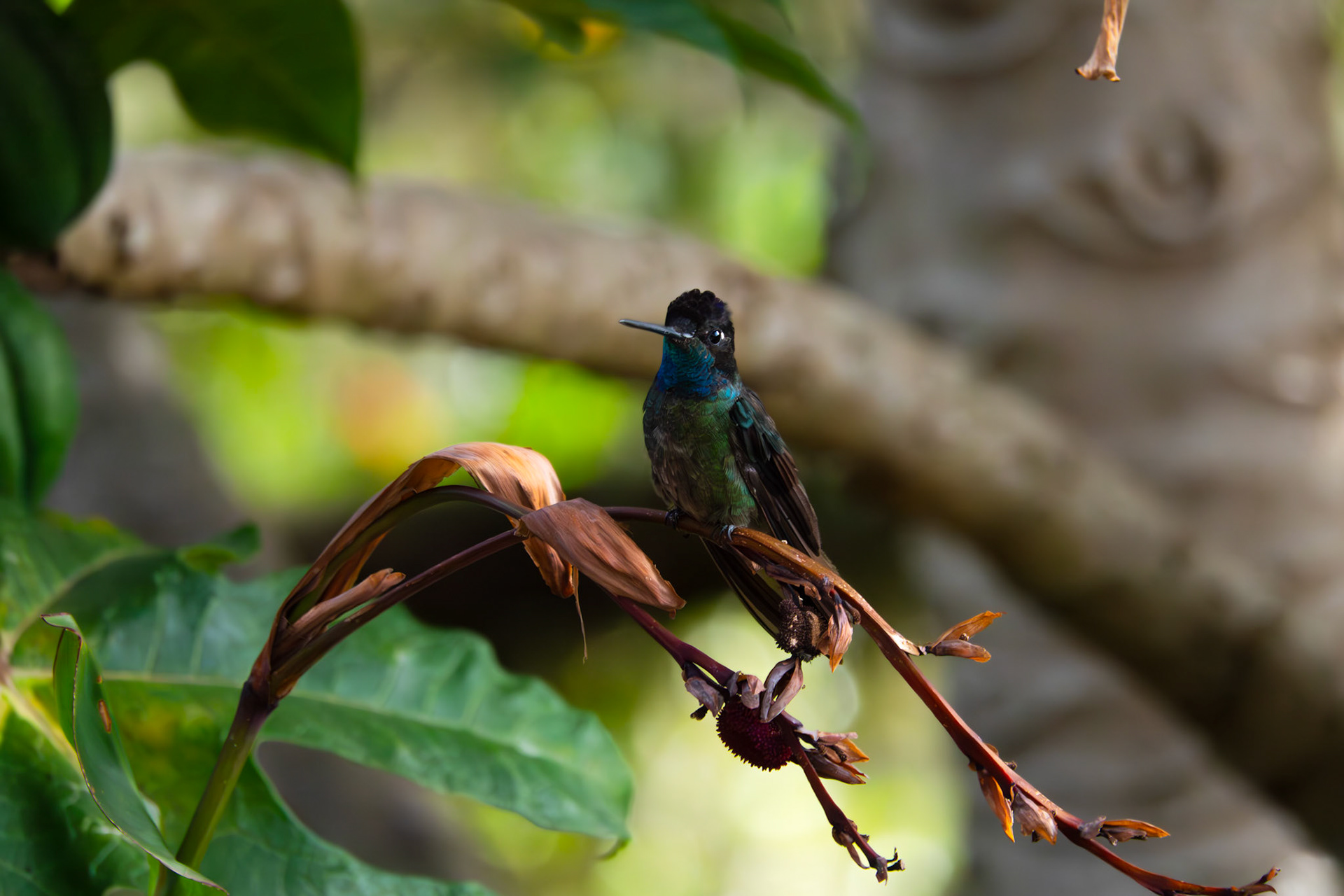 Hummingbird | San Gerardo de Dota