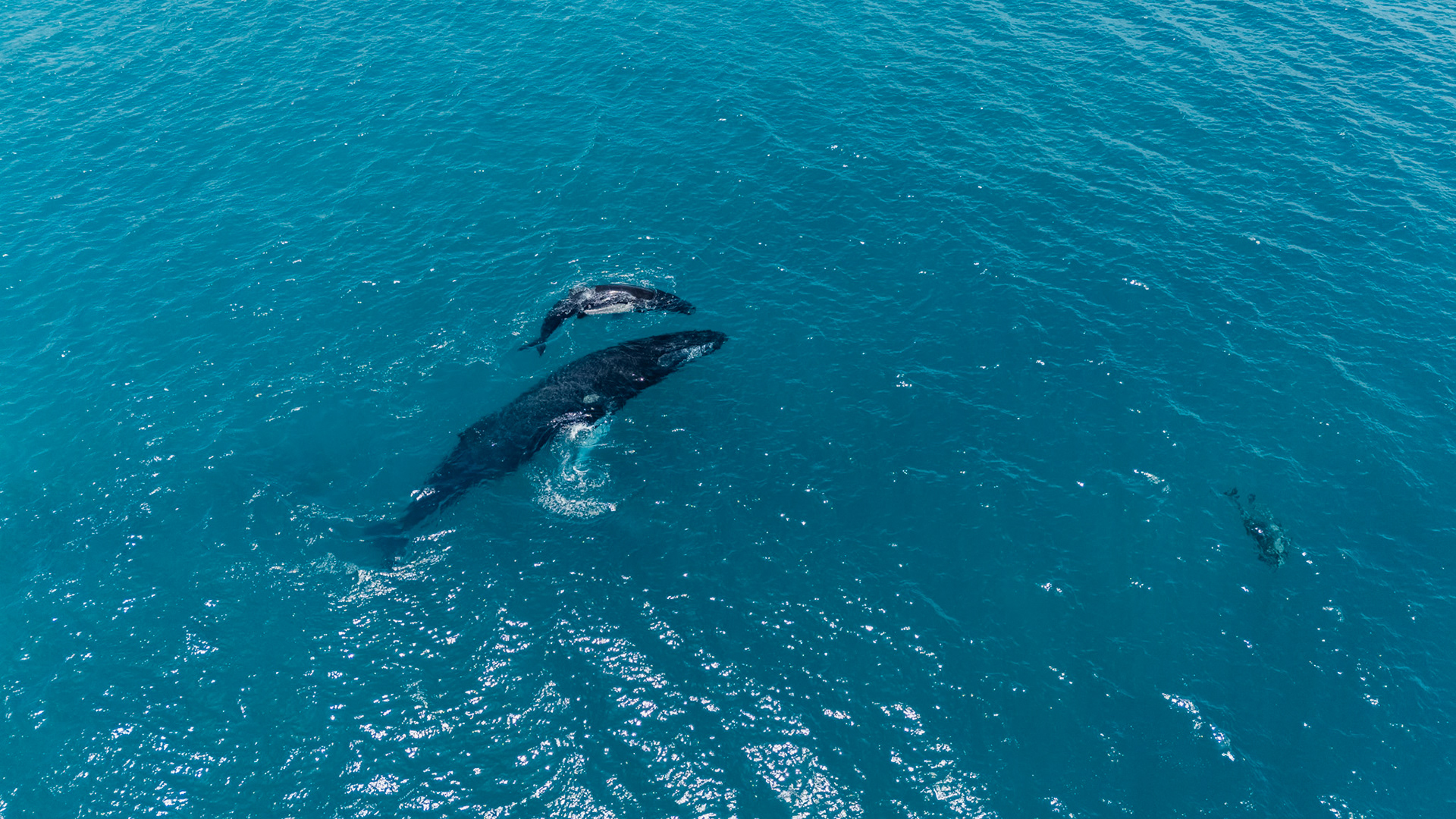 Humpback Whales and Spinner Dolphins | Golfo Dulce, Costa Rica