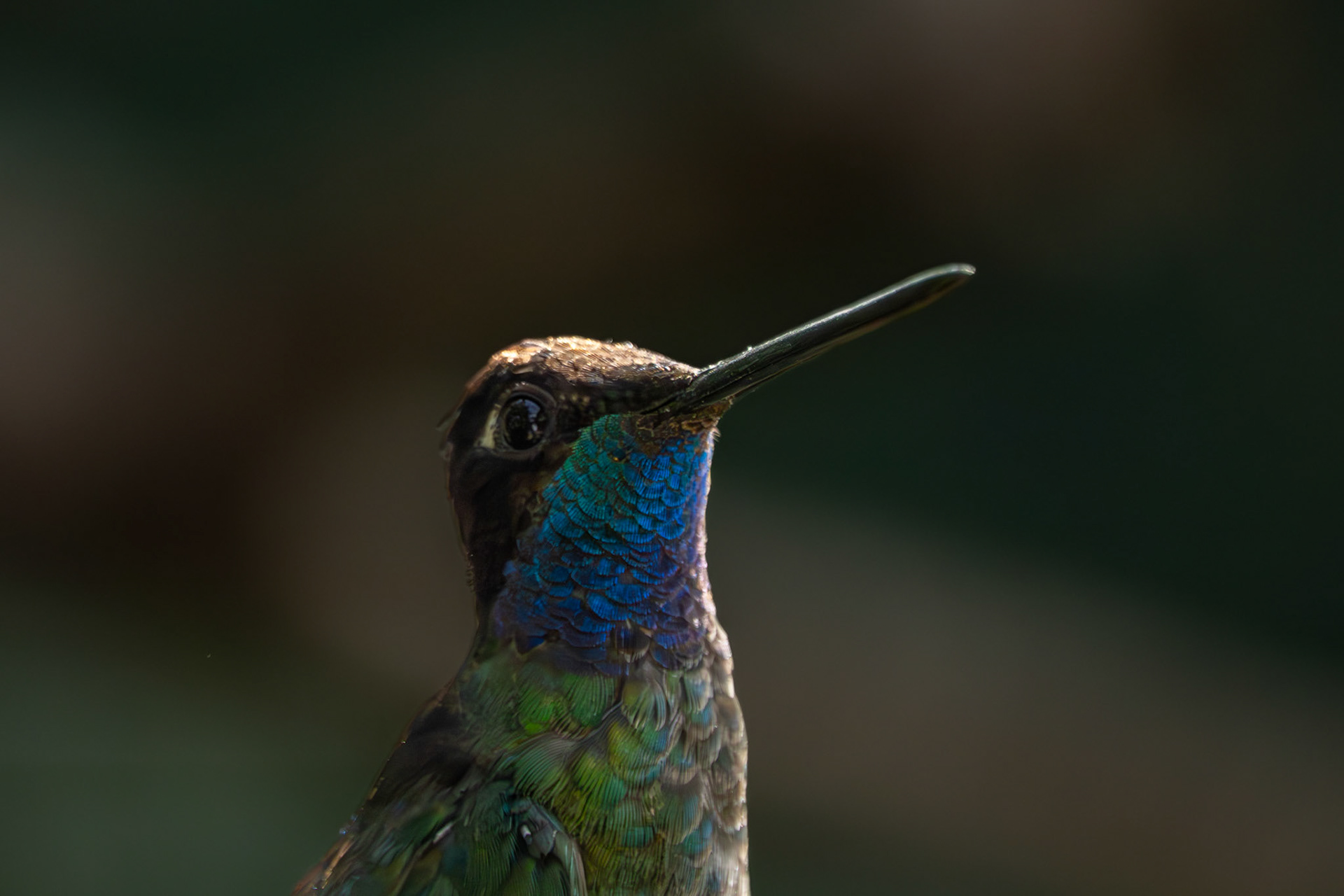 Hummingbird | San Gerardo de Dota