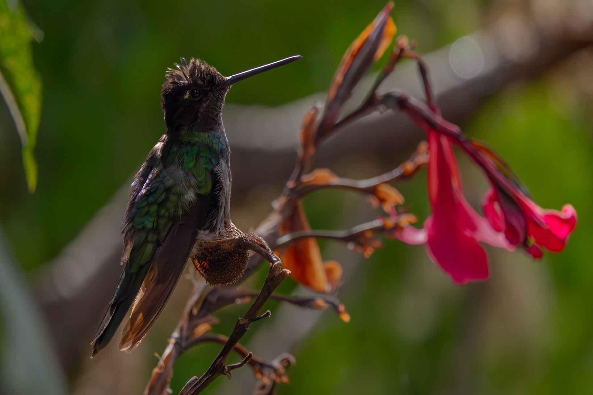 Hummingbird | San Gerardo de Dota