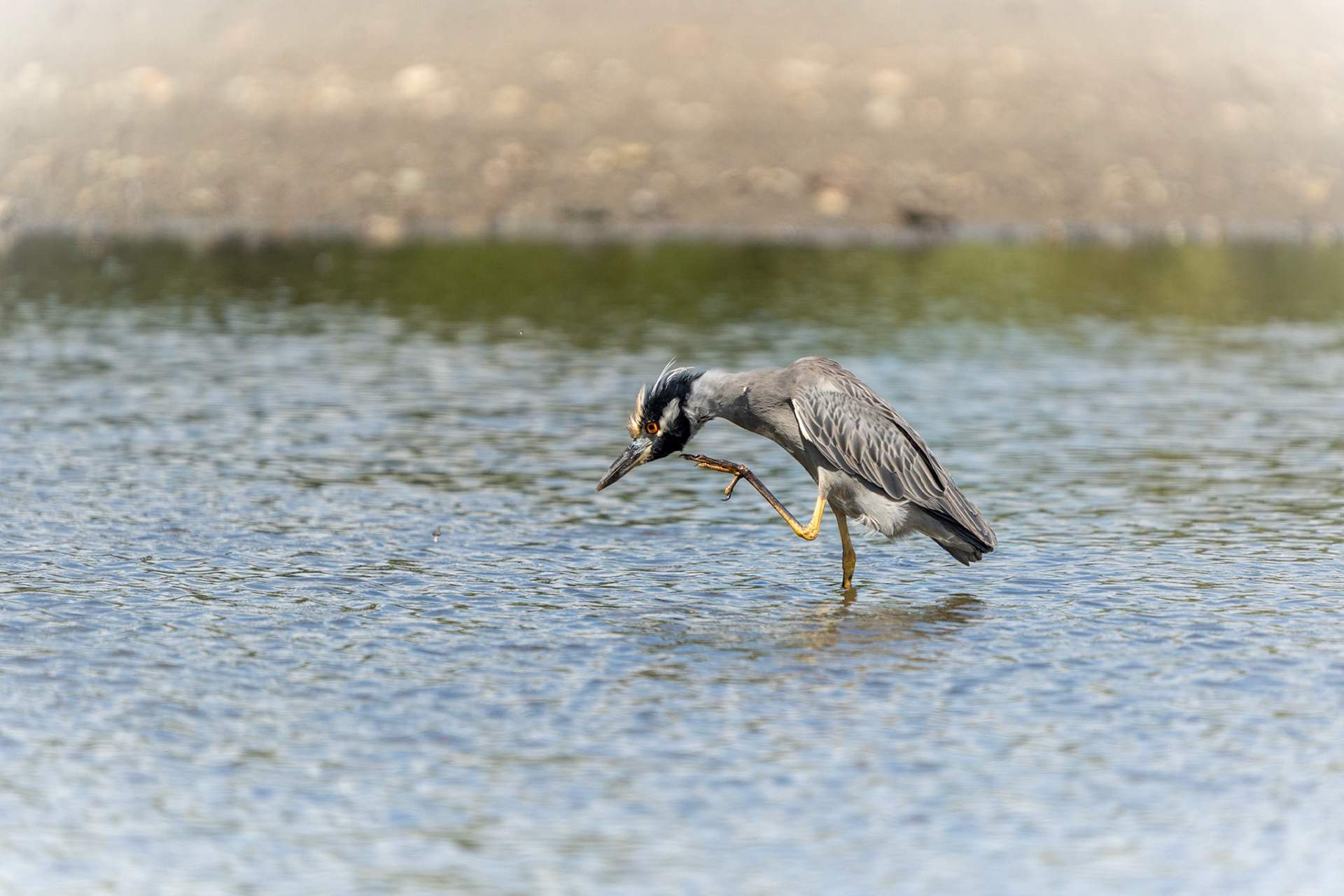 Yellow-crowned Night Heron | Playa Juanito Mora, Osa Peninsula