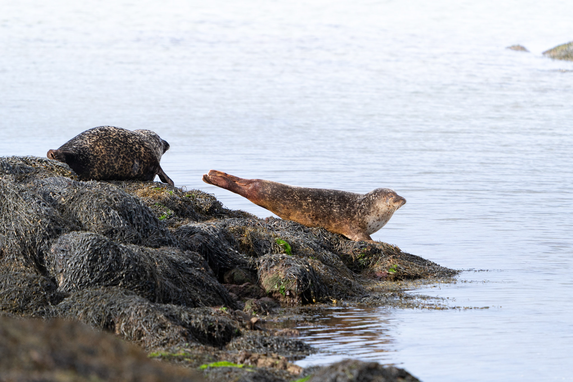 Common Seals | Connemara, Co. Galway