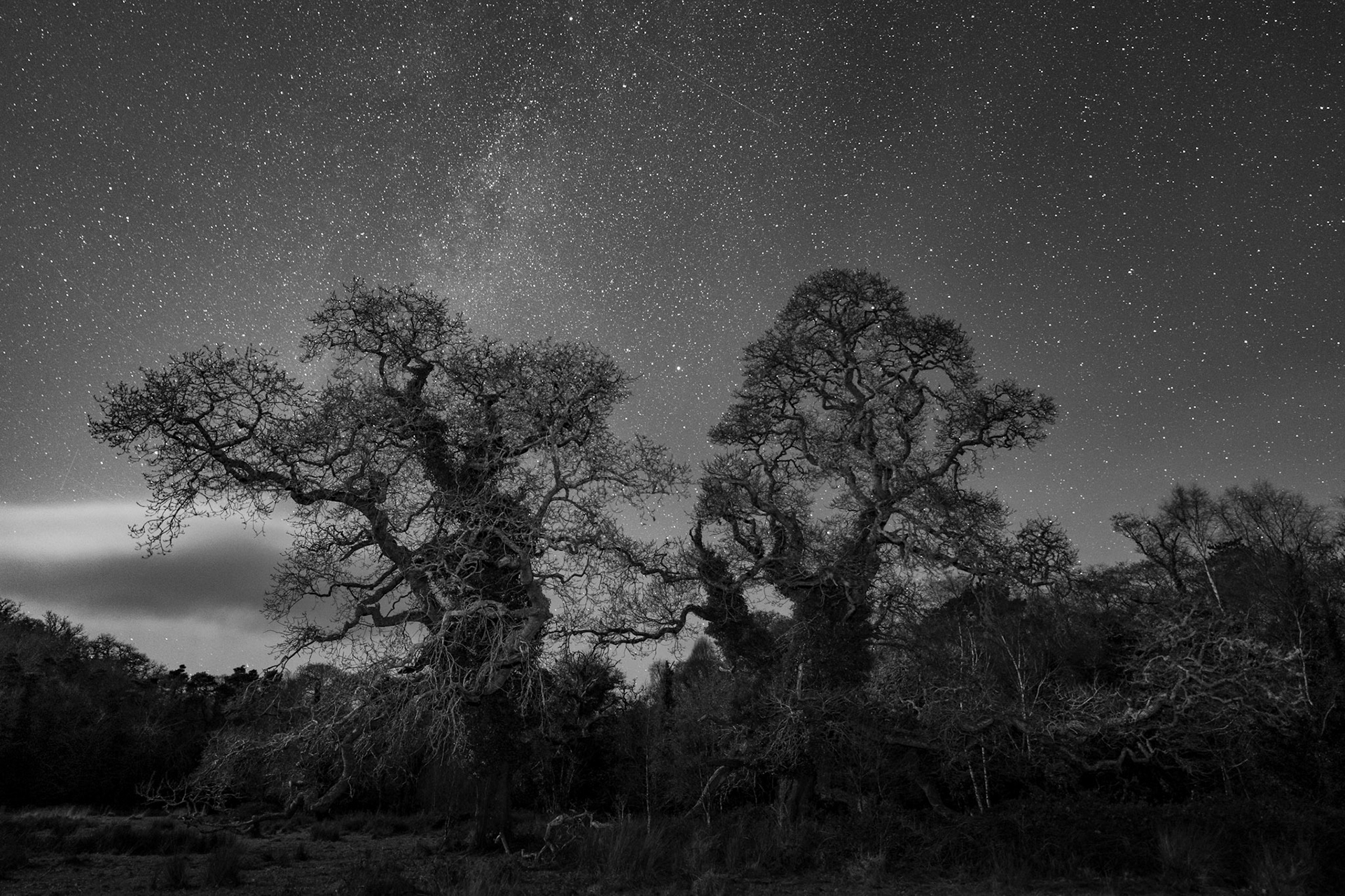 Glengarriff Woods | Glengarriff, Co. Cork