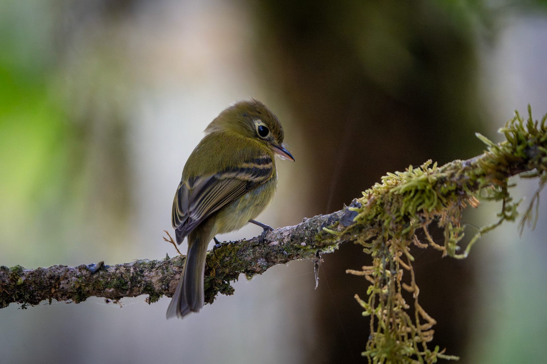 Yellowish Flycatcher | San Gerardo de Dota