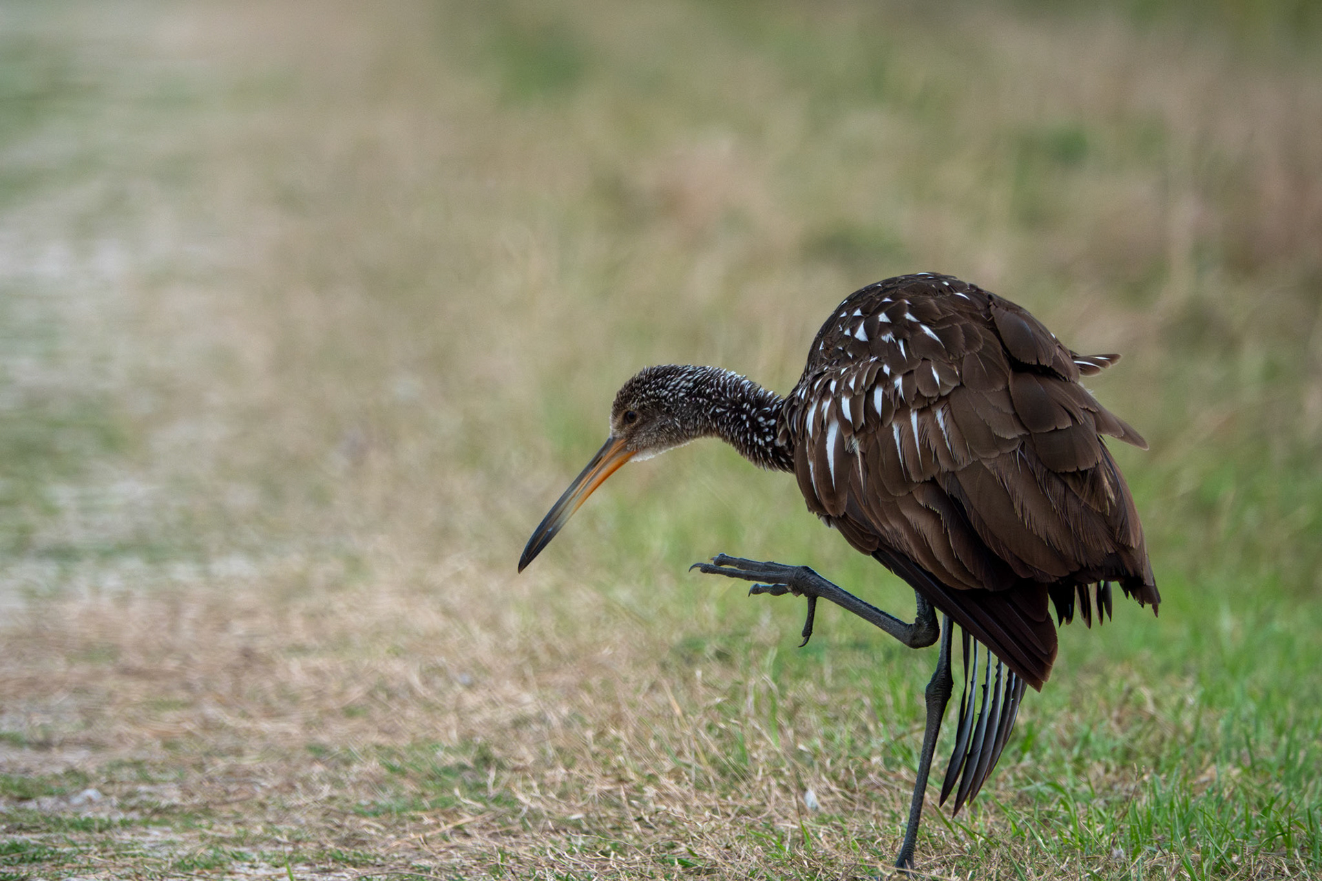 Limpkin | Orlando Wetlands Park, FL
