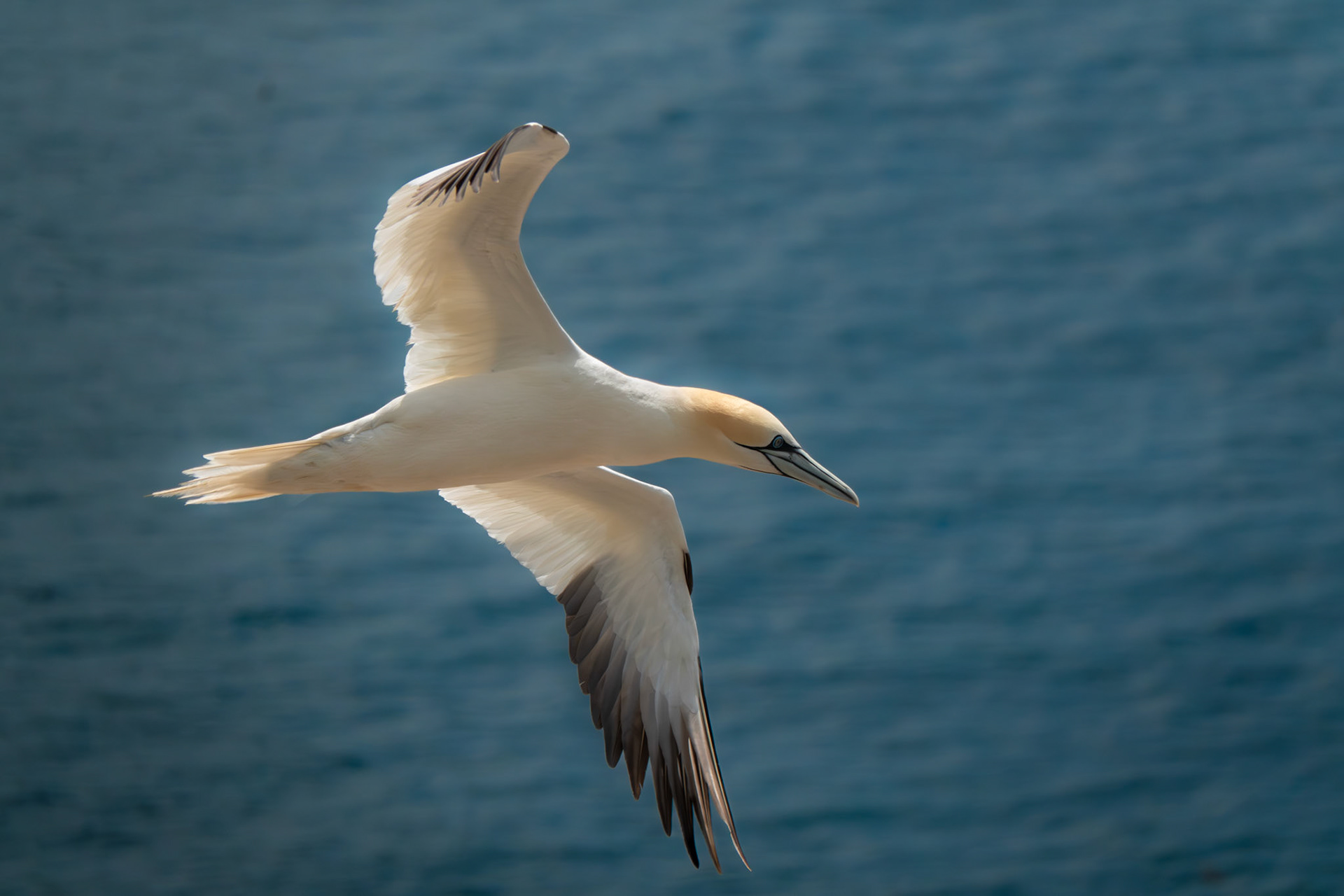 Northern Gannet | Great Saltee Island, Co. Wexford