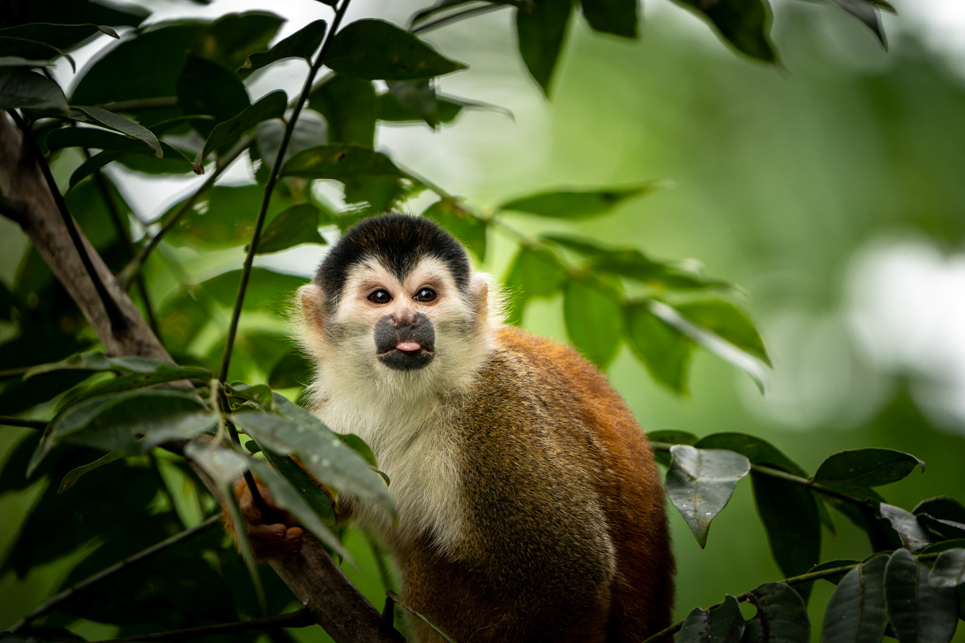 Squirrel Monkey | Puerto Jiménez, Osa Peninsula