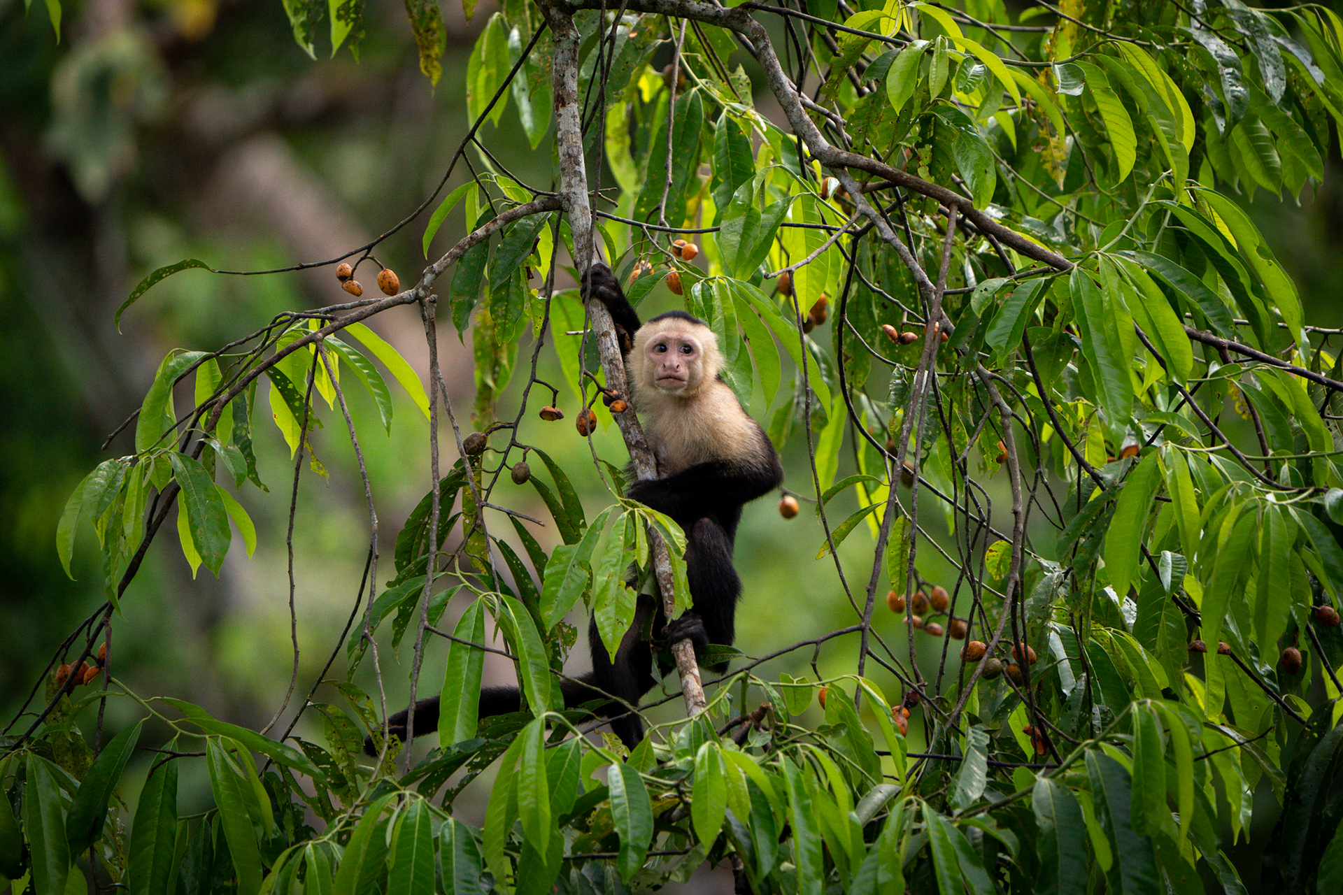 Capuchin Monkey | Osa Peninsula