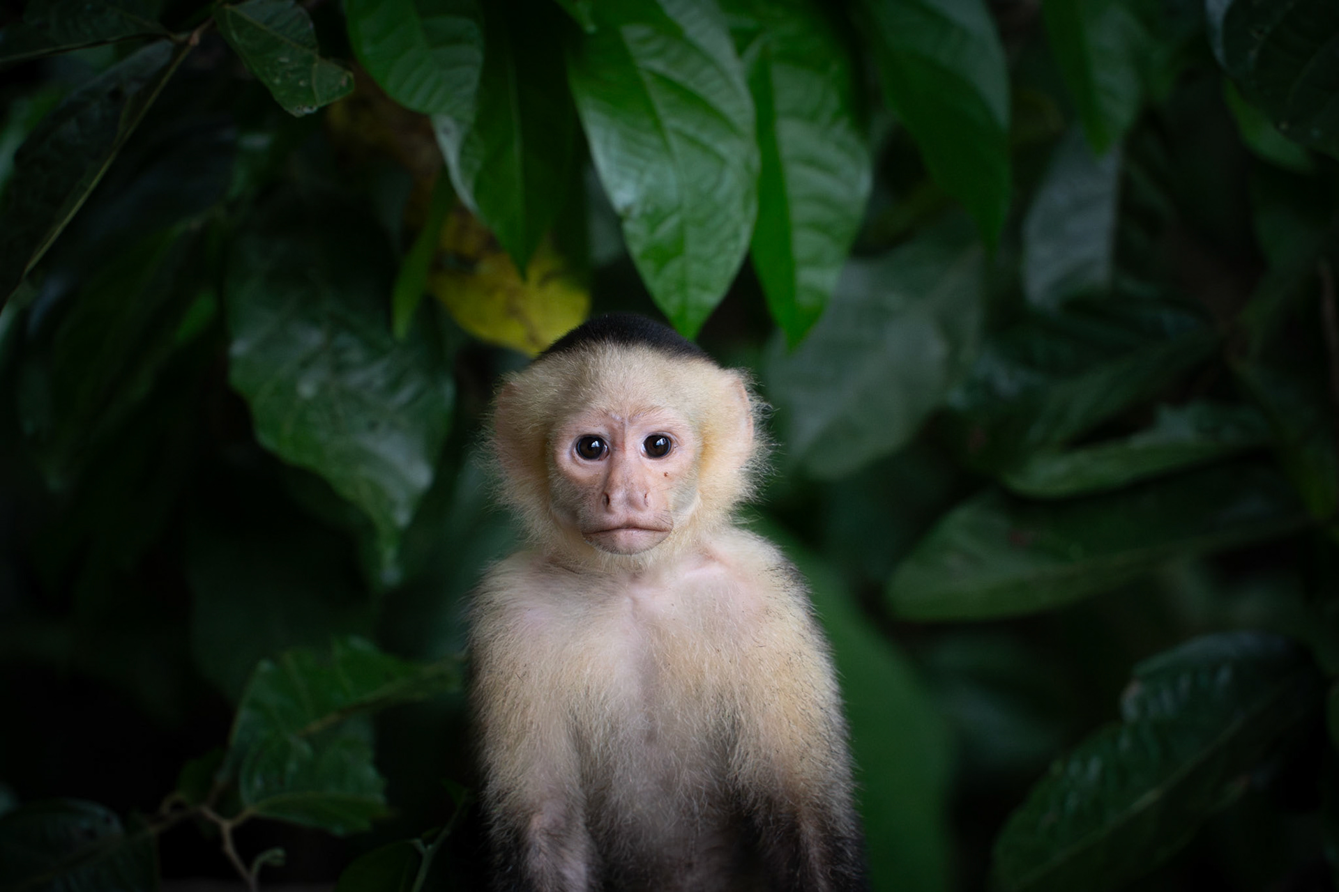 Capuchin Monkey | Osa Peninsula