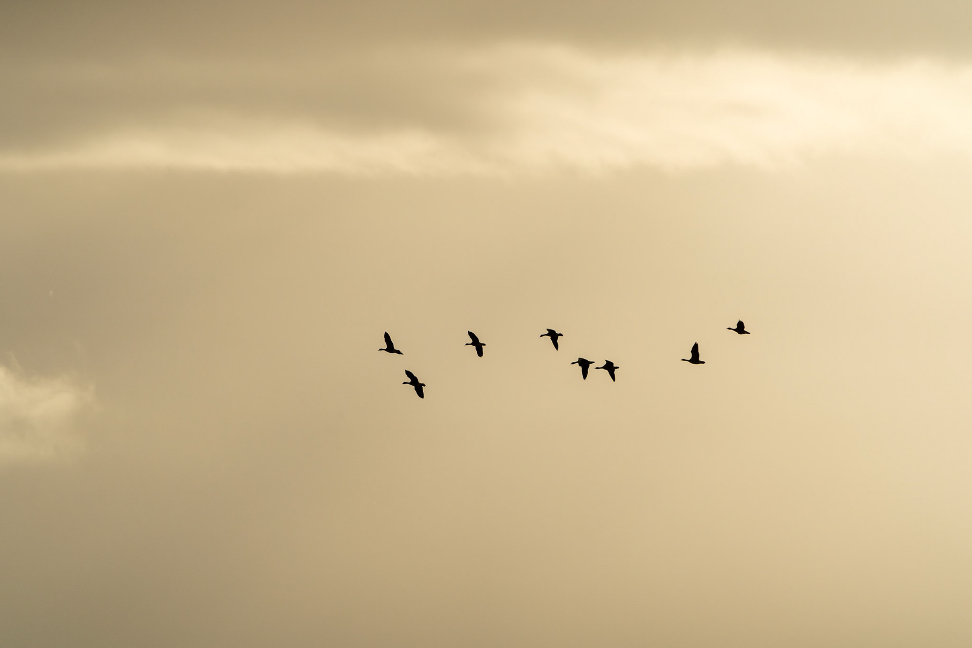 Greylag Geese | Inishowen Peninsula, Co. Donegal