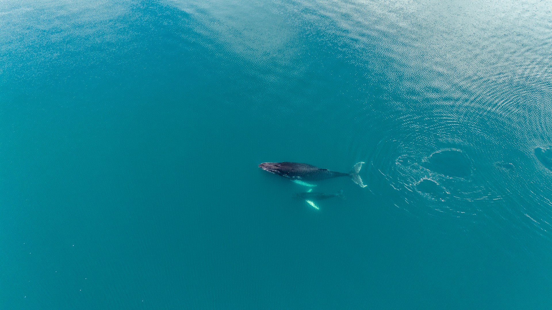 Humpback Whales | Golfo Dulce, Costa Rica