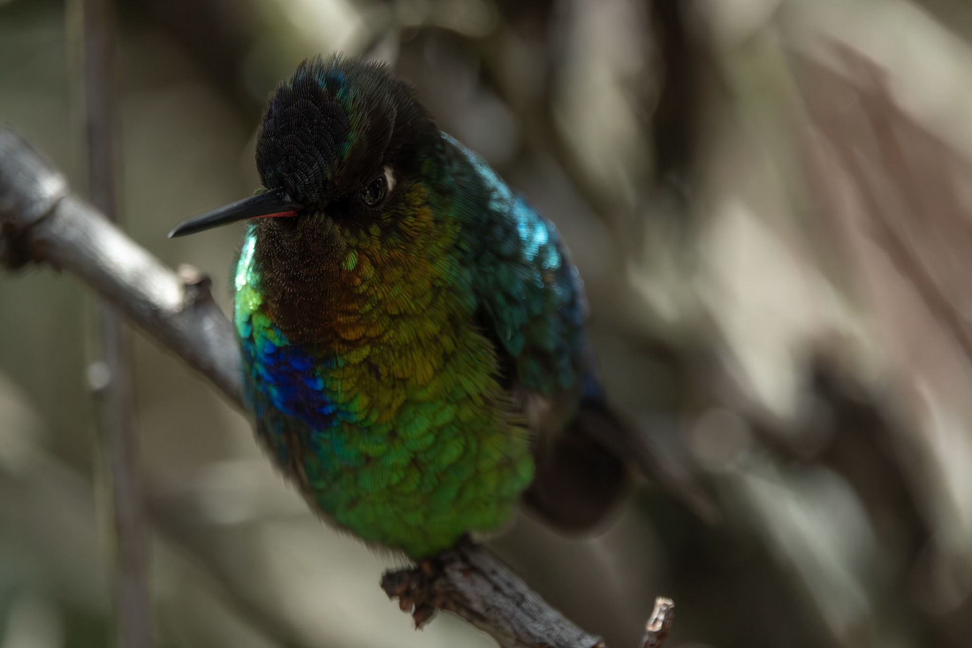 Hummingbird | San Gerardo de Dota