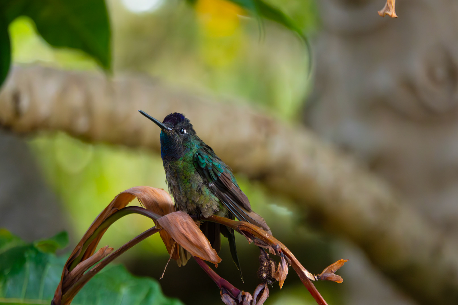 Hummingbird | San Gerardo de Dota