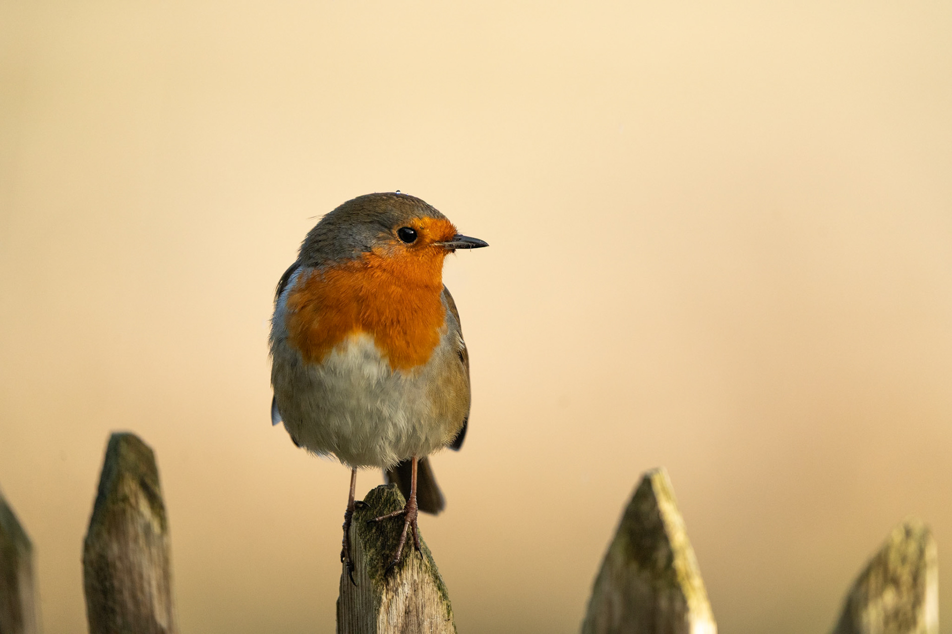 Eurasian Robin | Inch Wildfowl Reserve, Co. Donegal