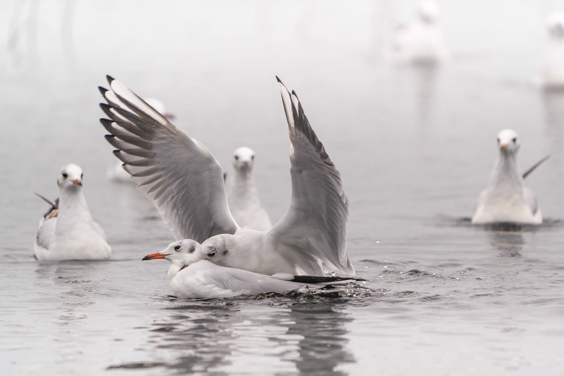 Black-headed Gulls | Ballyallia Lough, Co. Clare