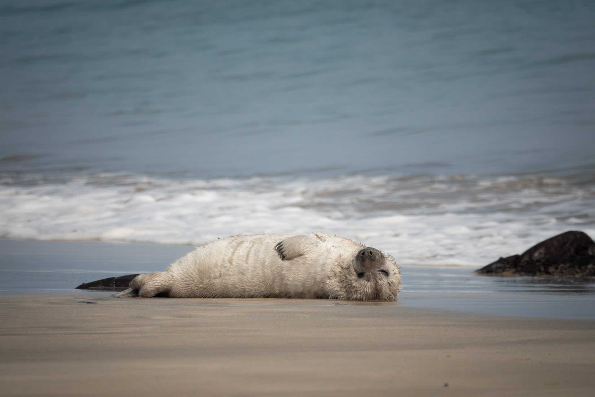 Grey Seal Pup | Great Blasket Island, Co. Kerry