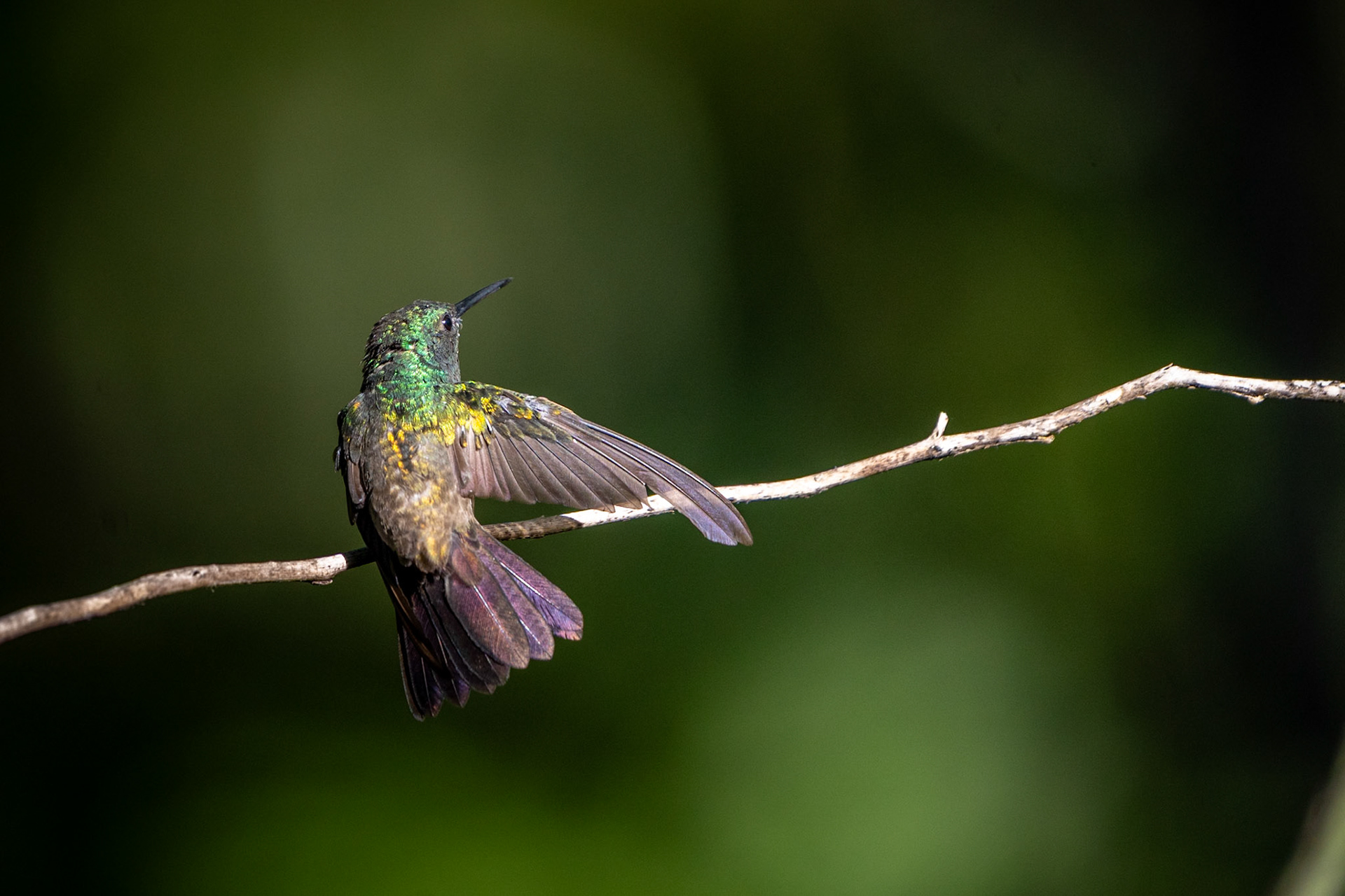 Snowy-bellied Hummingbird | San Gerardo de Rivas
