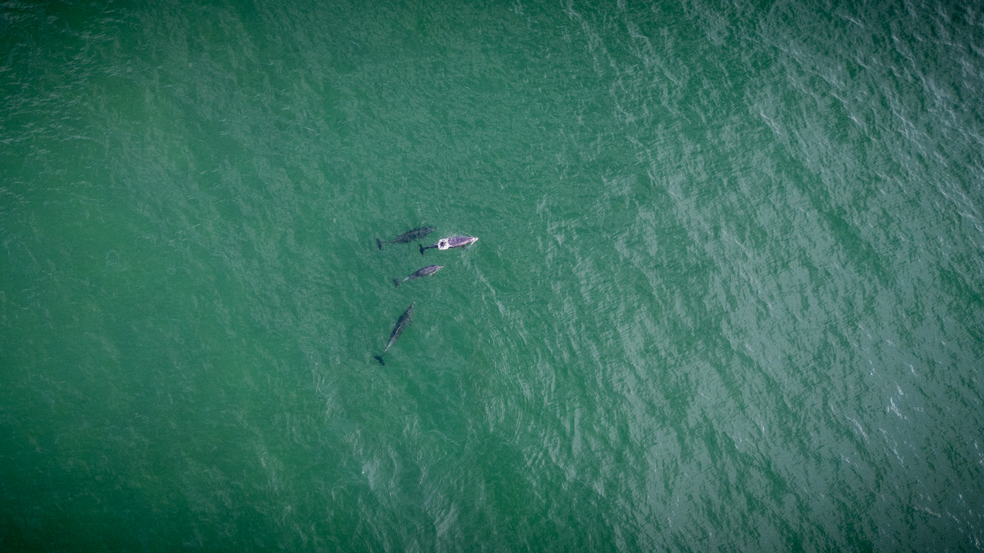 Bottlenose Dolphins | Ballybunion, Co. Kerry