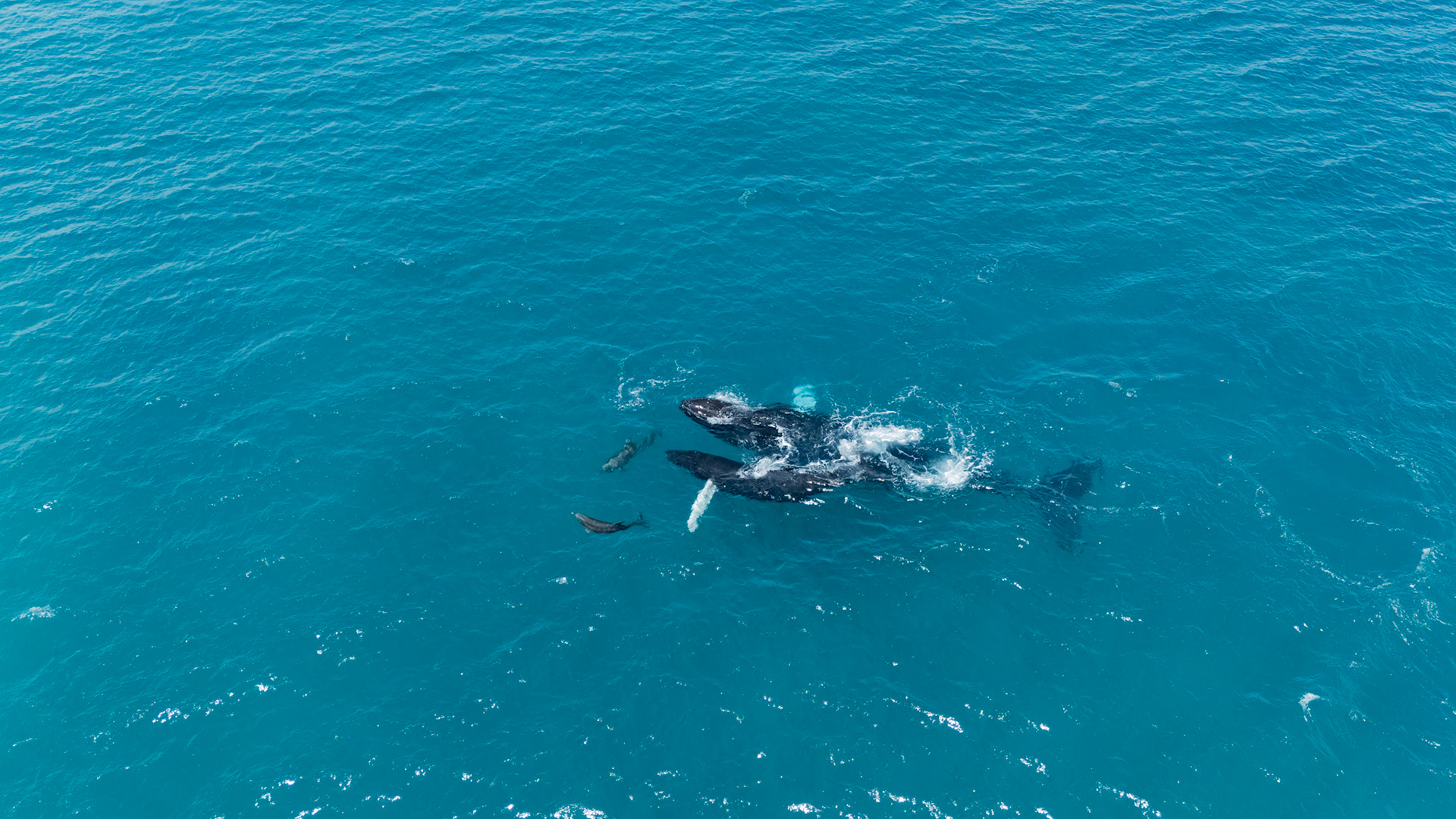 Humpback Whales and Spinner Dolphins | Golfo Dulce, Costa Rica