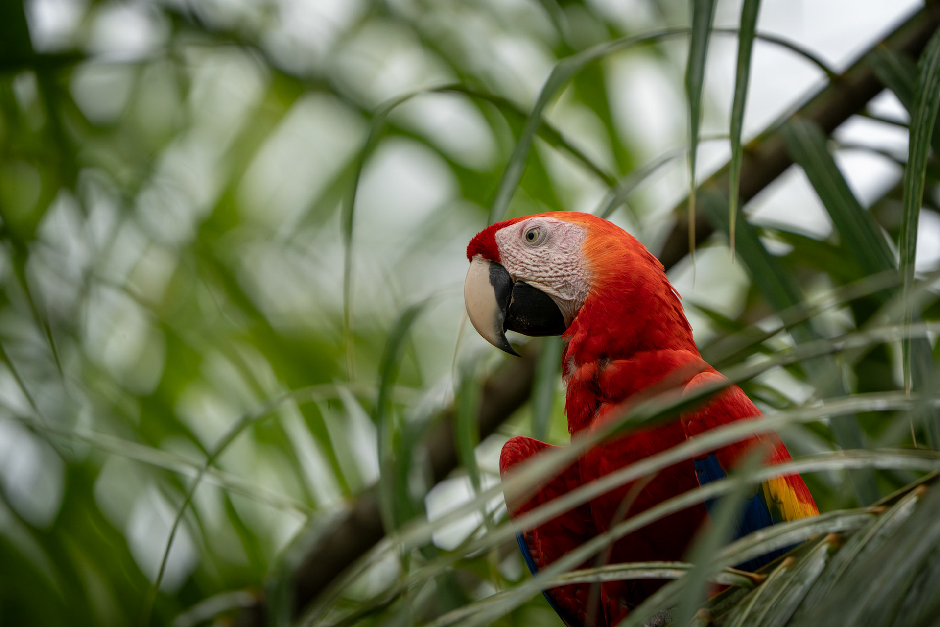 Scarlet Macaw | Osa Peninsula