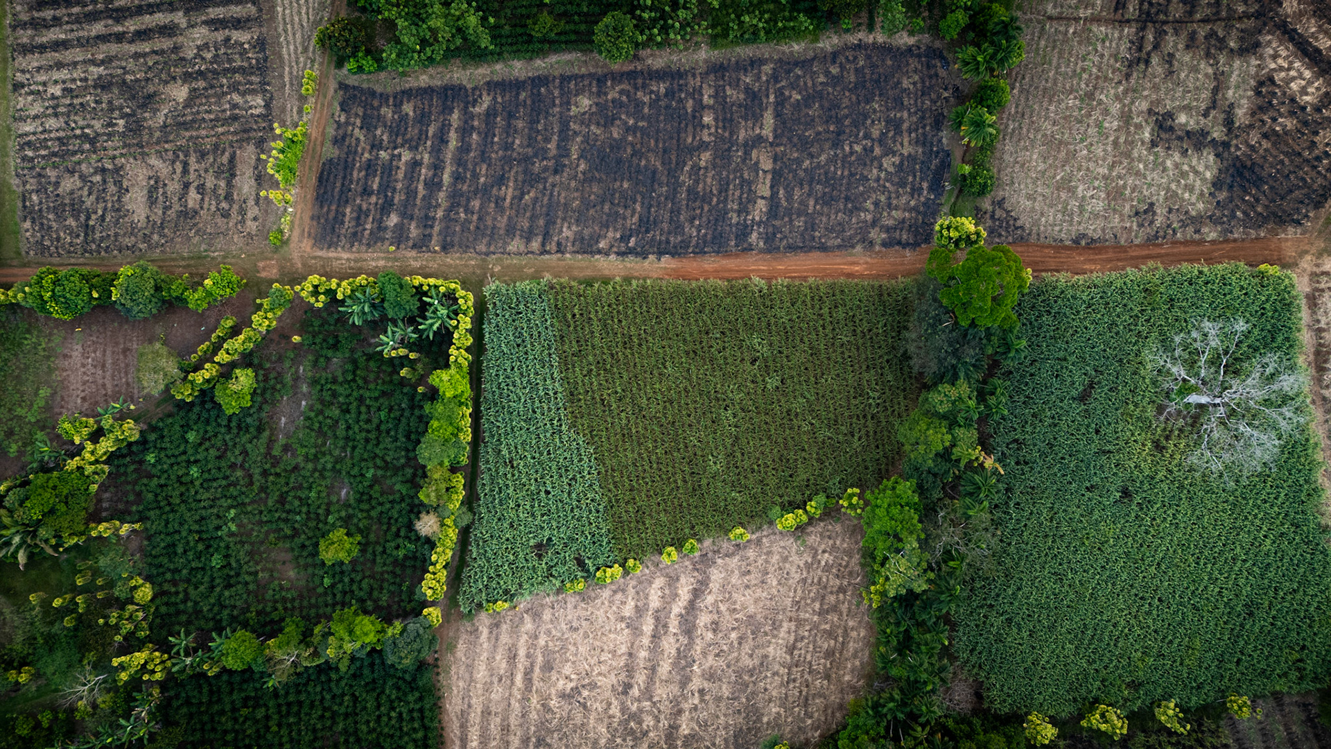 Sucarcane and Coffee Plantations | Pérez Zeledón, Costa Rica