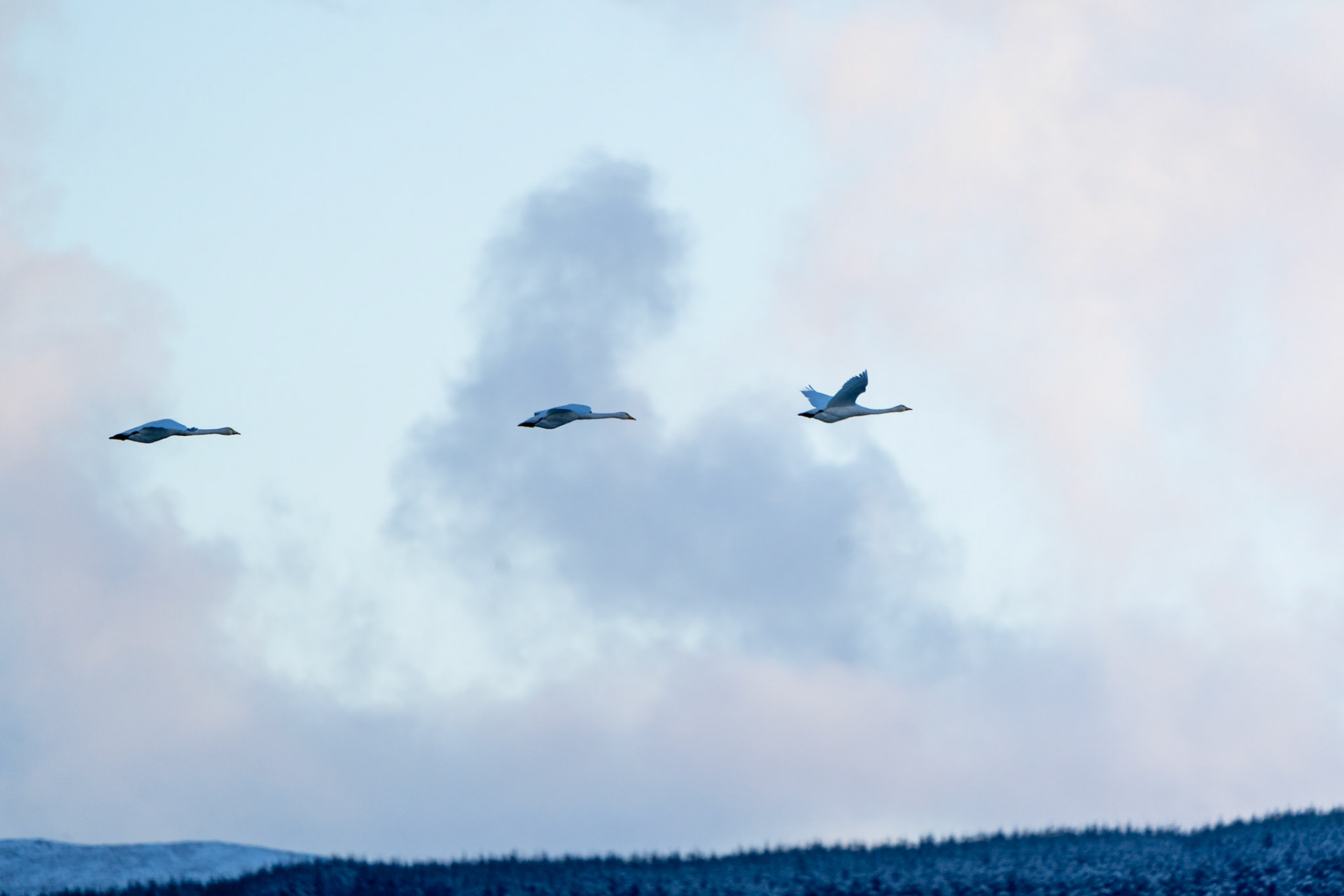 Whooper Swans | Inishowen Peninsula, Co. Donegal