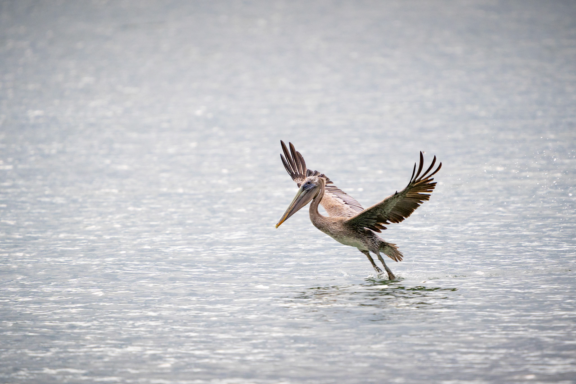Brown Pelican | Playa Cancún, Osa Peninsula