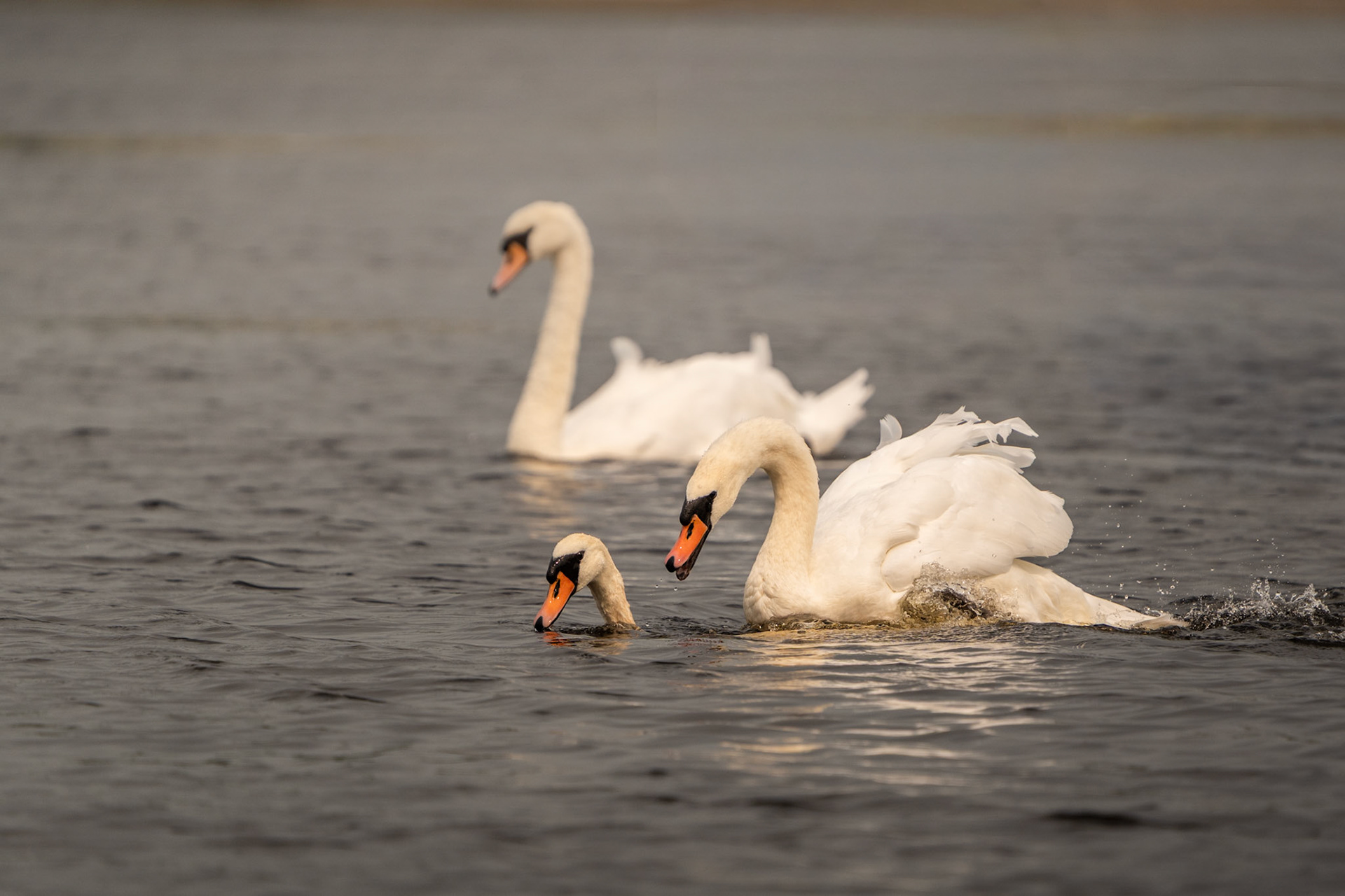 Mating Mute Swans | Lough Inchiquin, Co. Clare
