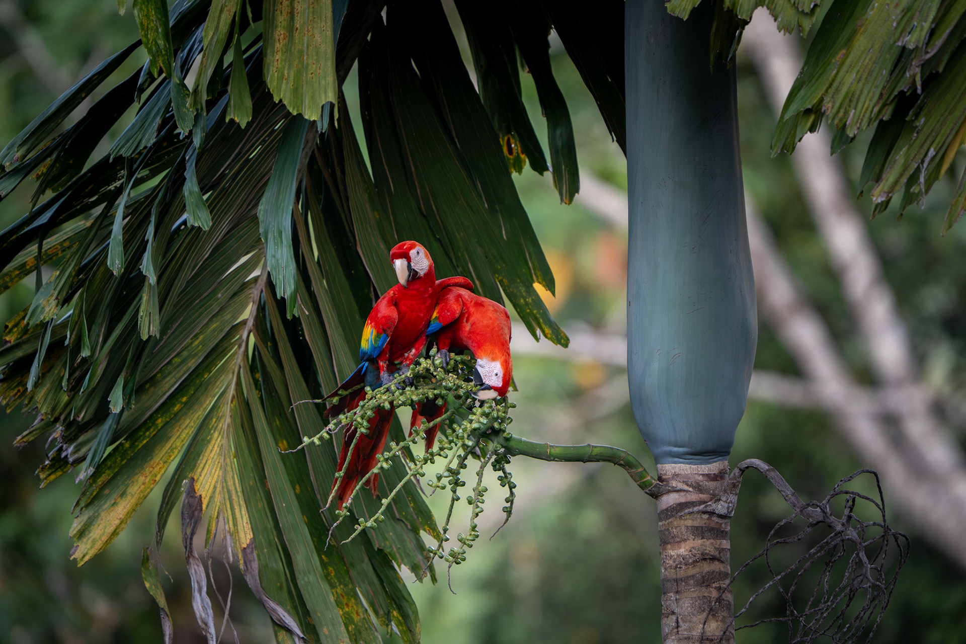 Scarlet Macaws | Osa Peninsula