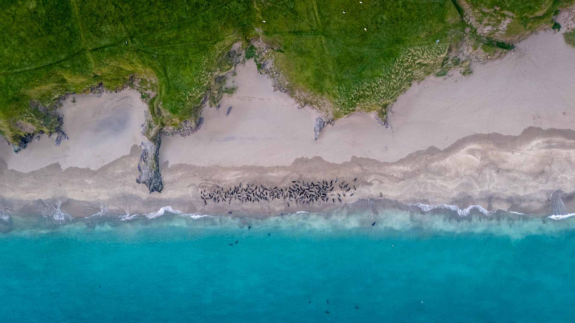 Grey Seals | Great Blasket Island, Co. Kerry