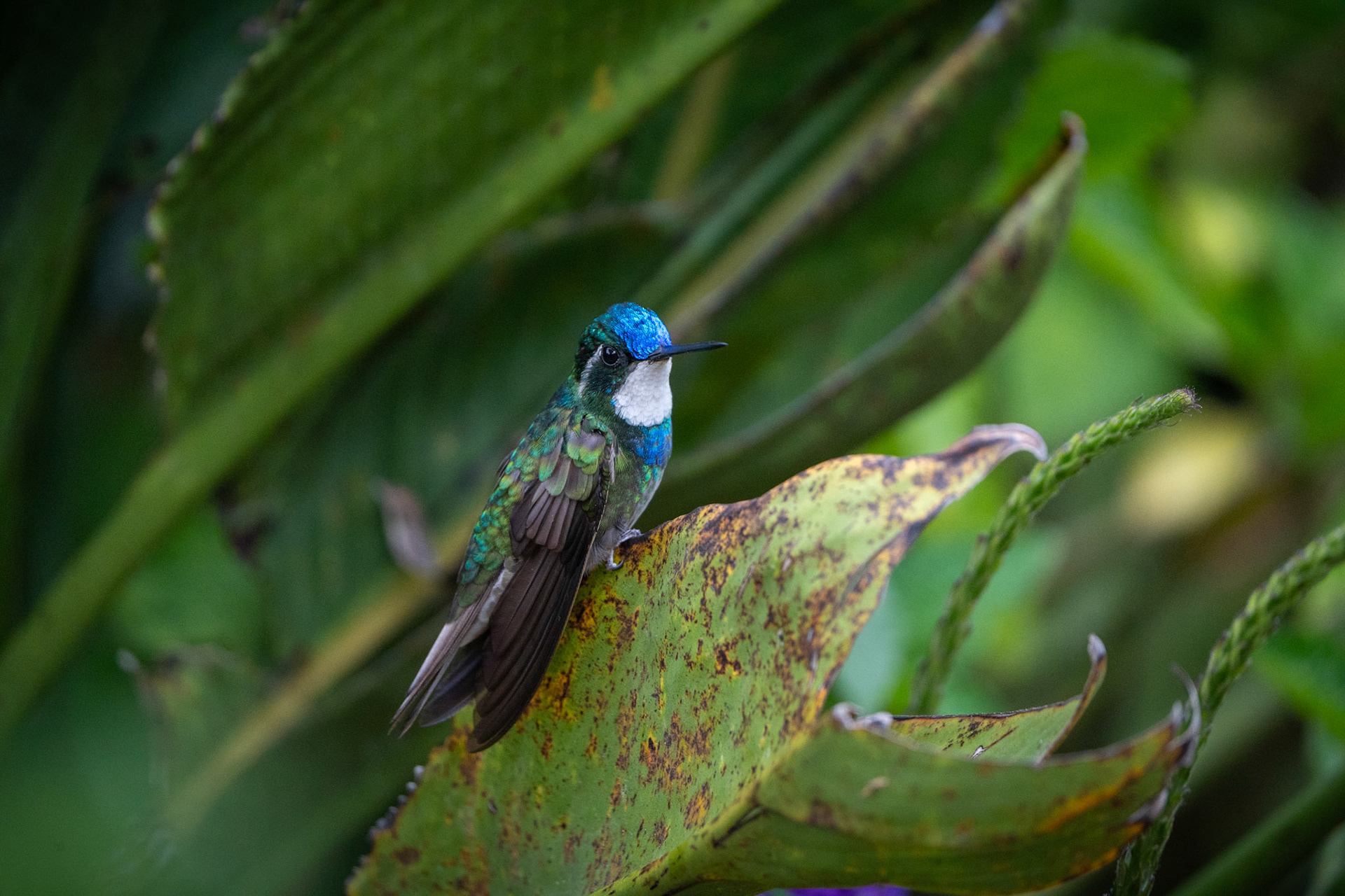 White-throated Mountaingem (Male) | San Gerardo de Dota