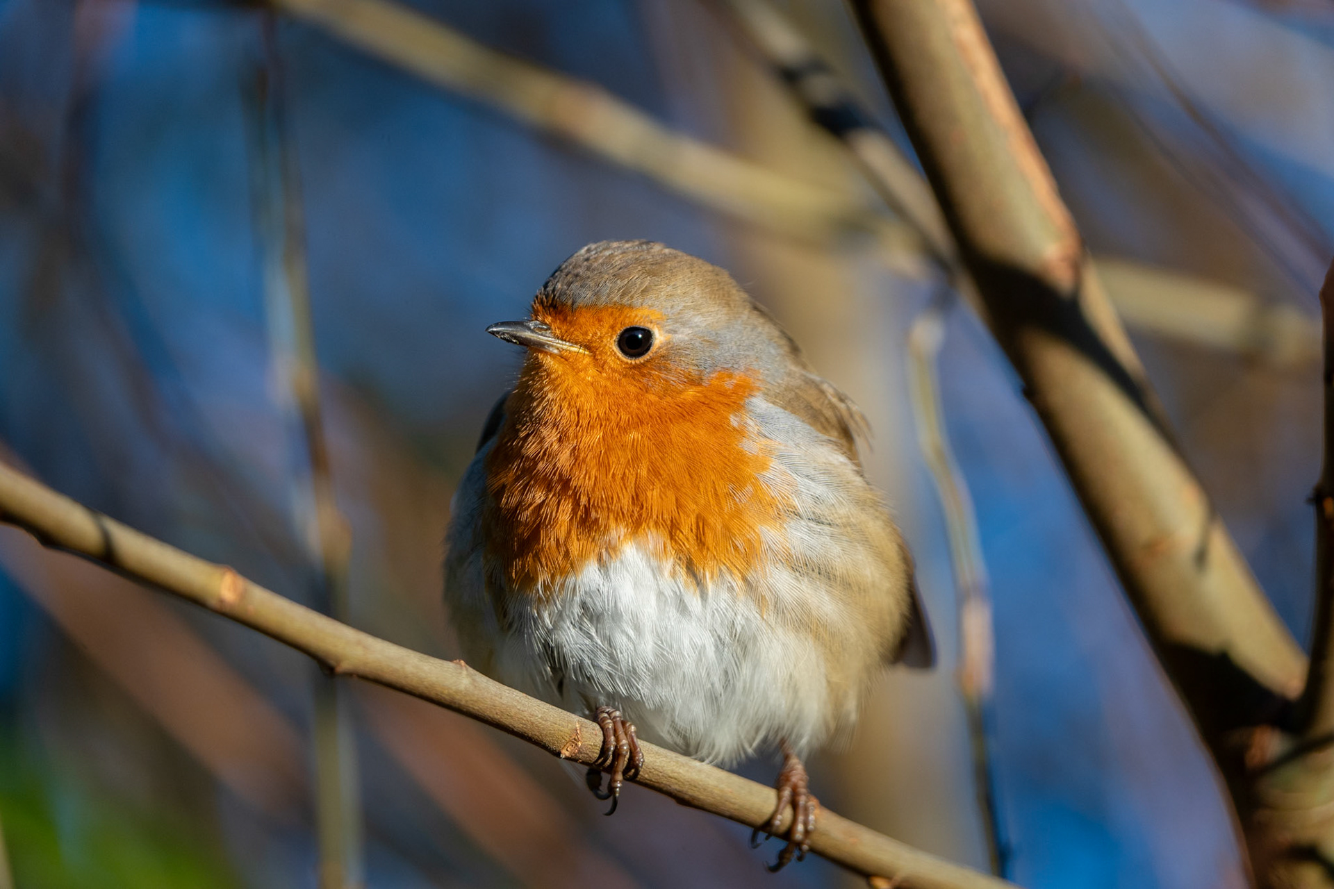 European Robin | Glengarriff, Co. Cork