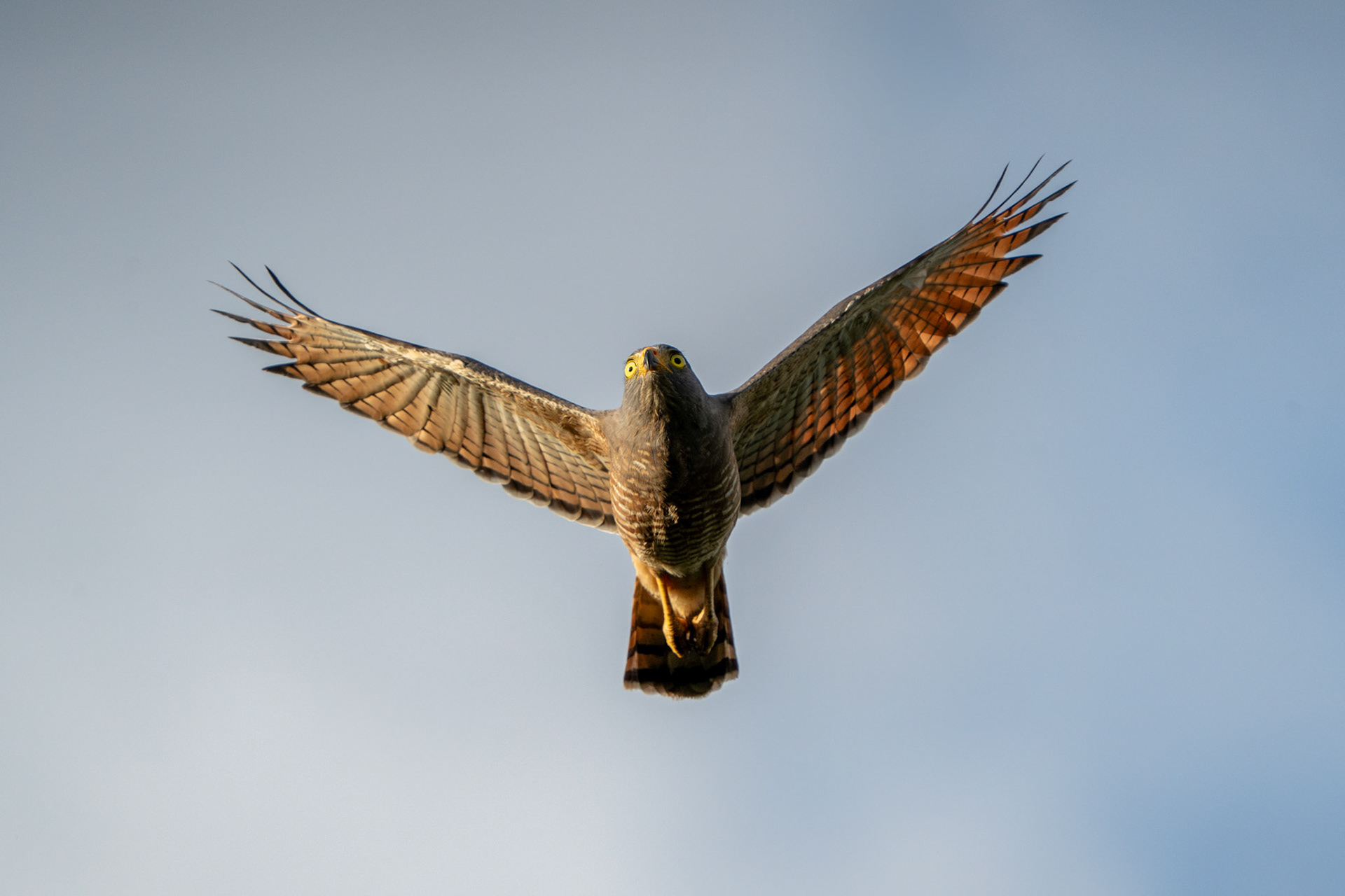 Roadside Hawk | Osa Peninsula