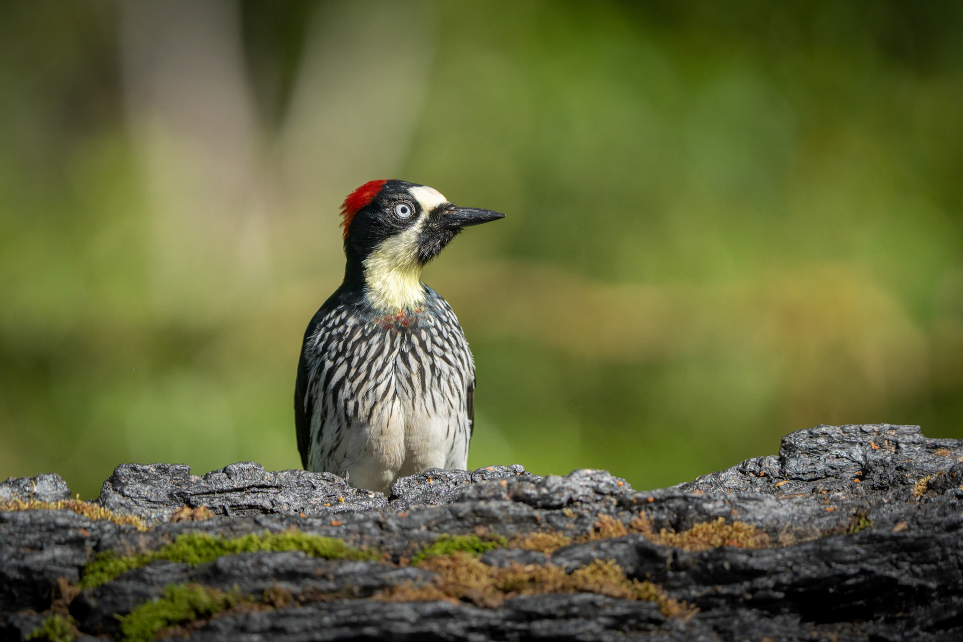 Acorn Woodpecker | San Gerardo de Rivas